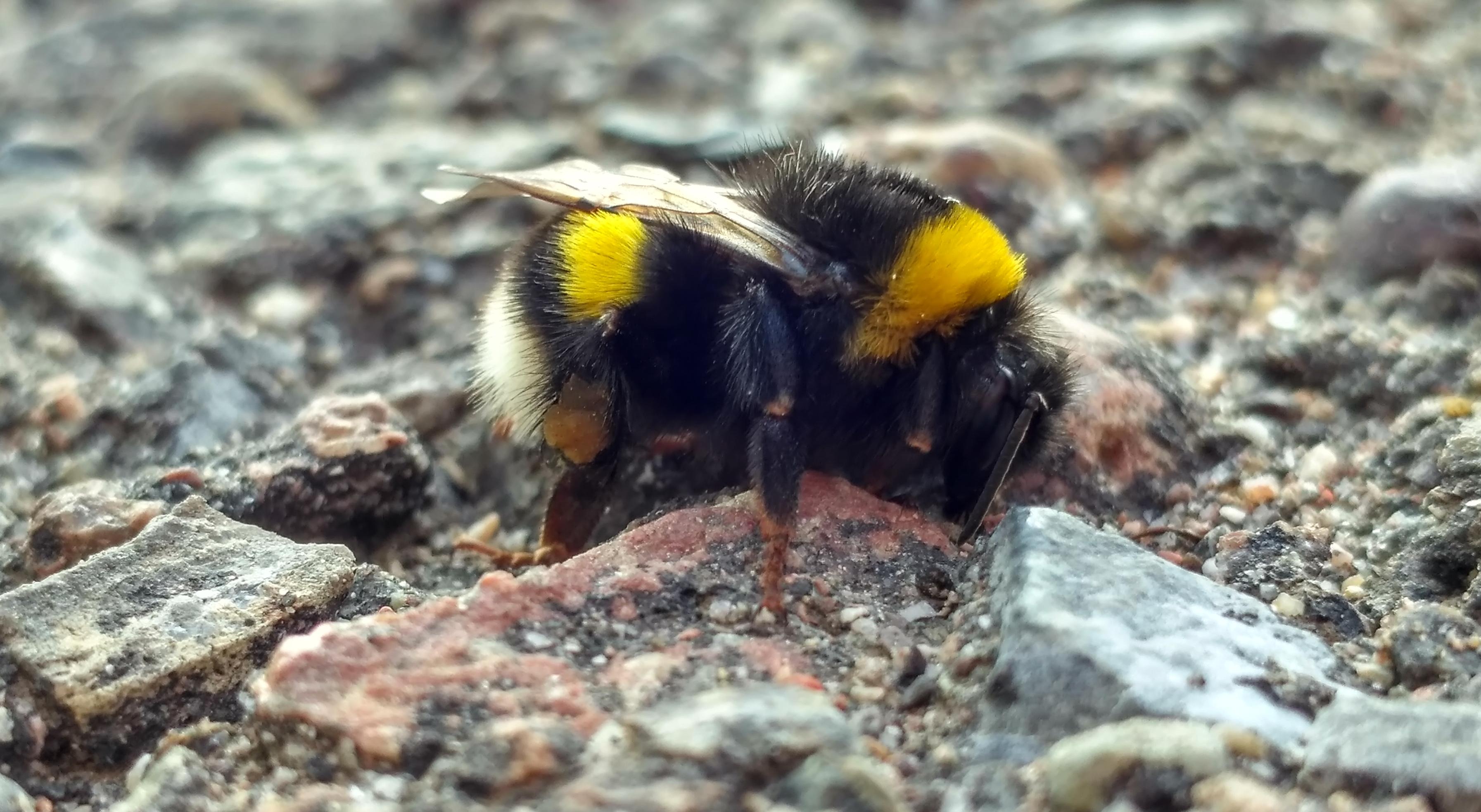 Bumblebee. Taken by phone's camera bees