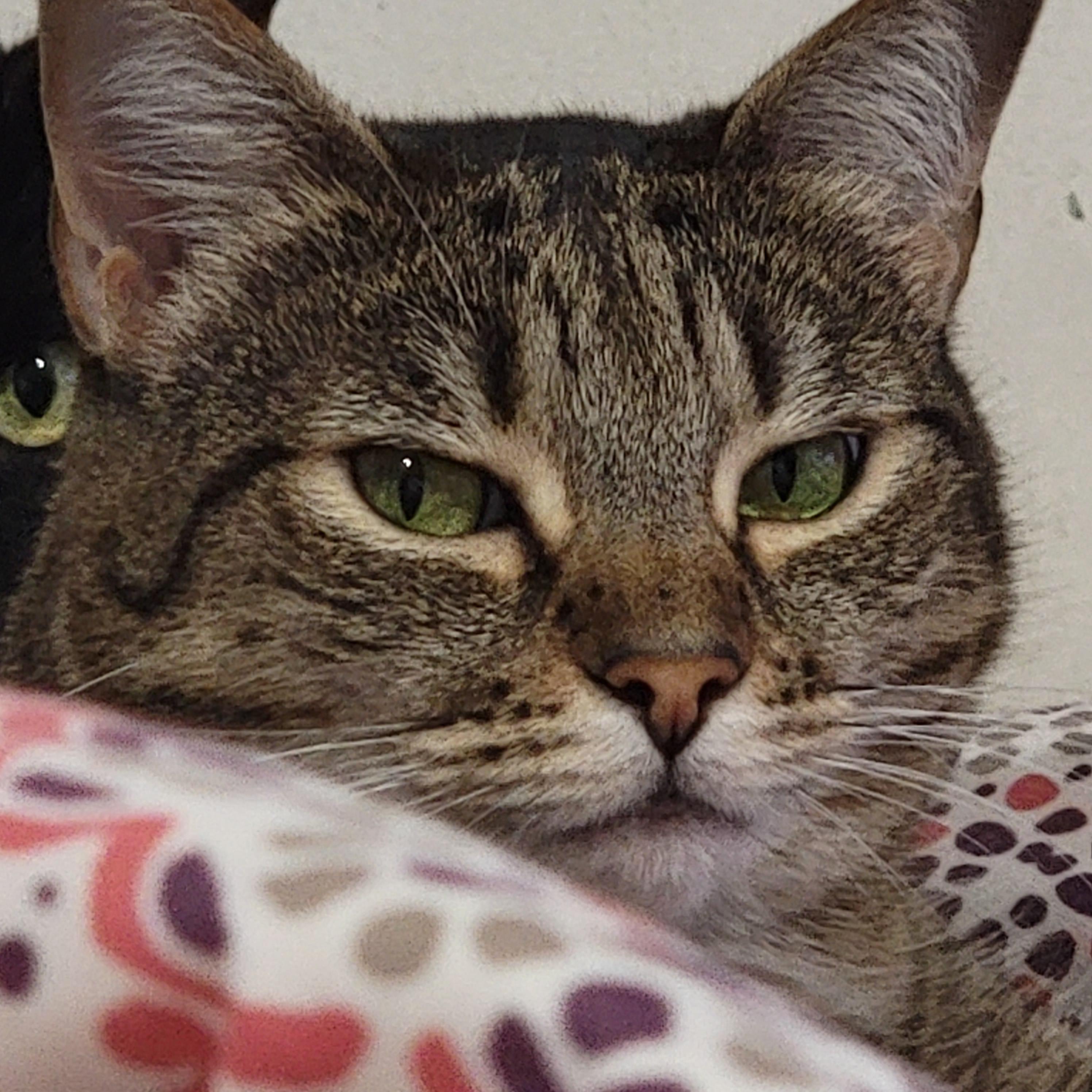 She be always sideeyeing me though. And peep at our void's eye behind her. 🤣👀😏 r/cats