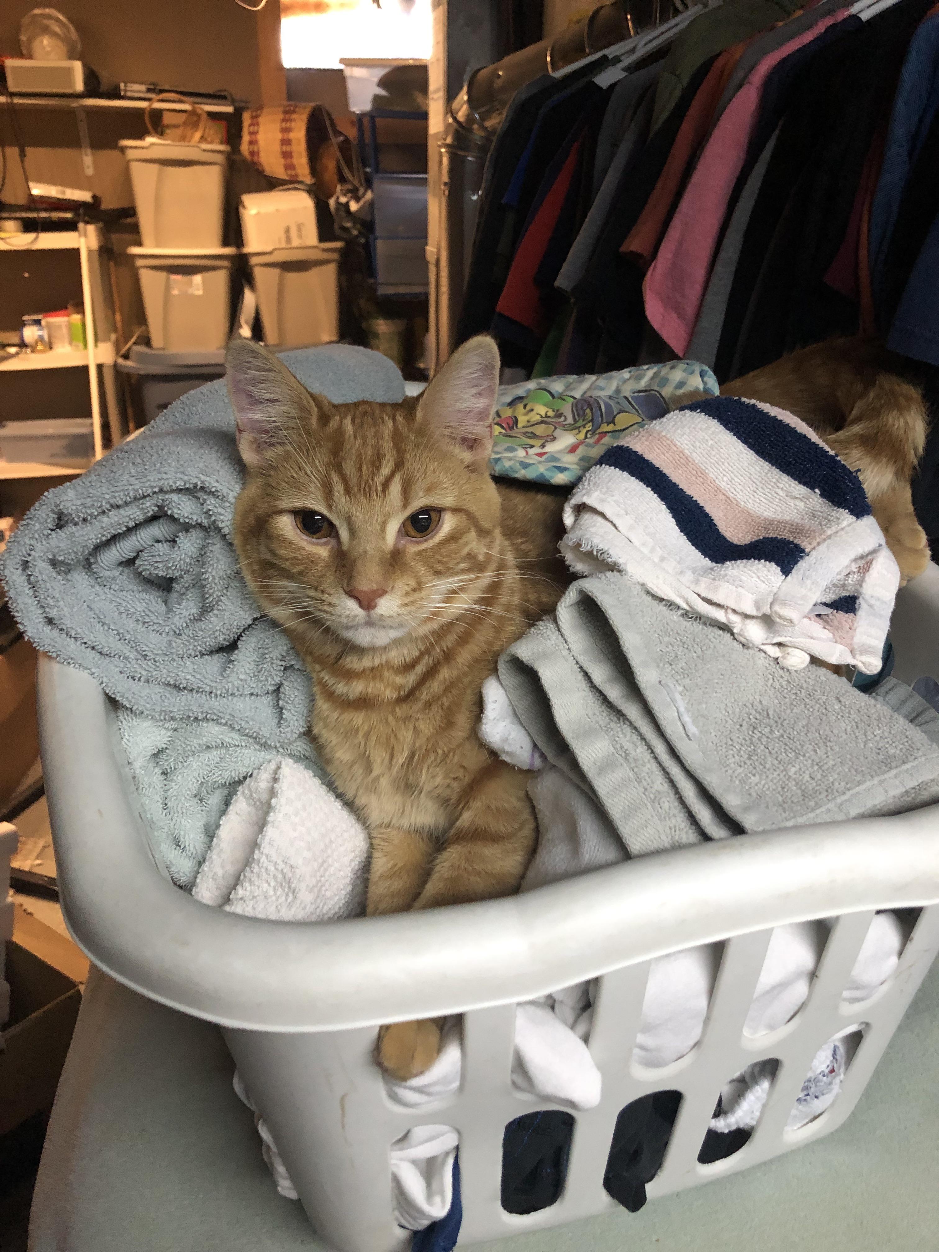 It ain’t clean til there’s cat hair on it r/cats