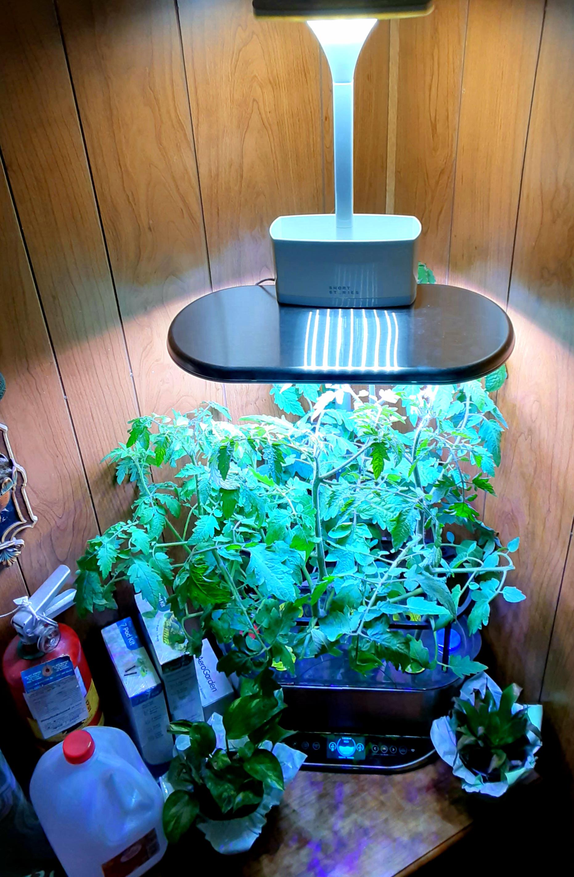 Tomato plants outgrowing the Aerogarden r/aerogarden