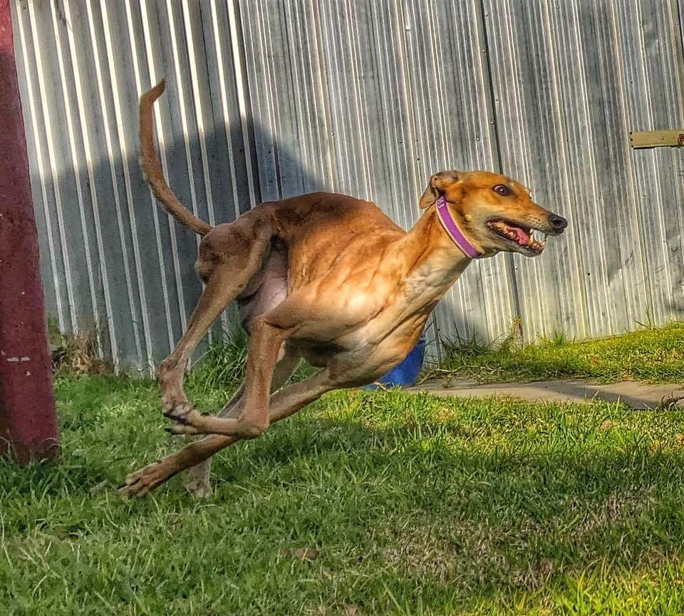 My Honey doing her backyard zoomies r/Greyhounds