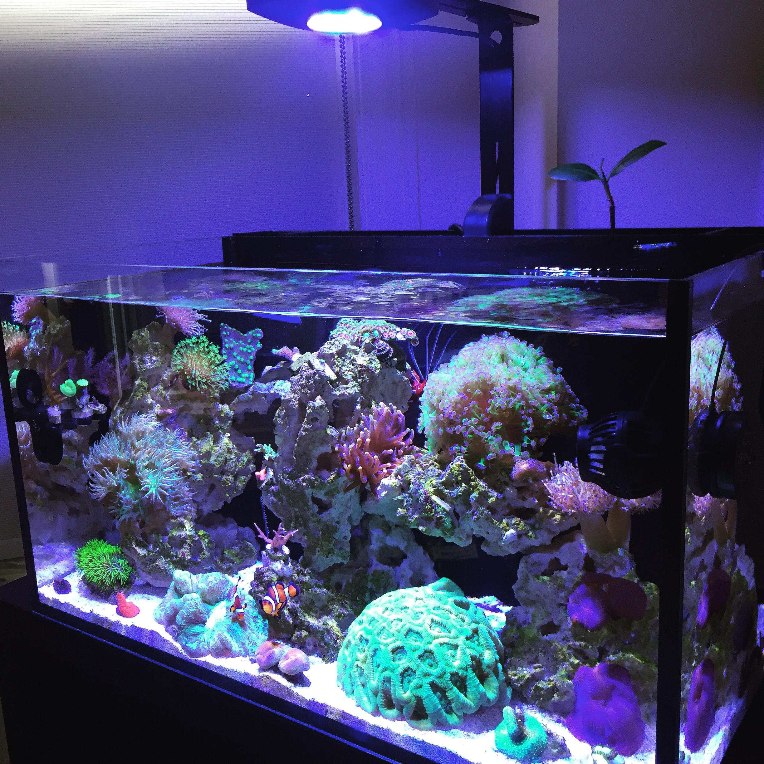 20 gallon saltwater r/Aquariums