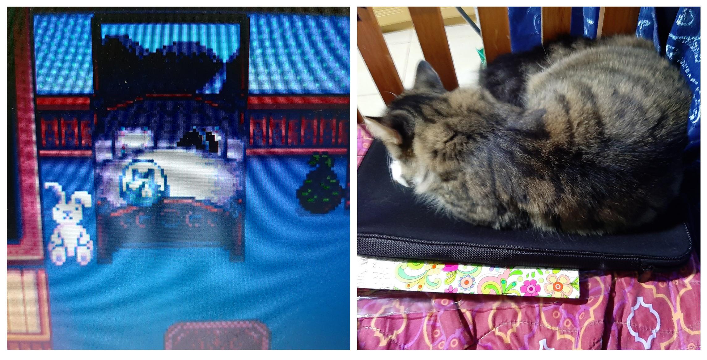 My irl cat sleeping next to me on my bed while I play sdv and this