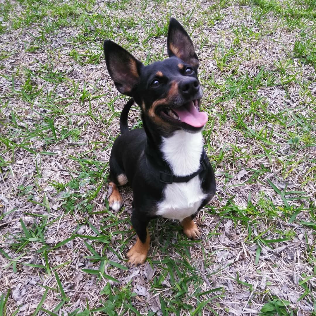 I can’t tell what kind of dog I have. The labeled him as a dotson bc he