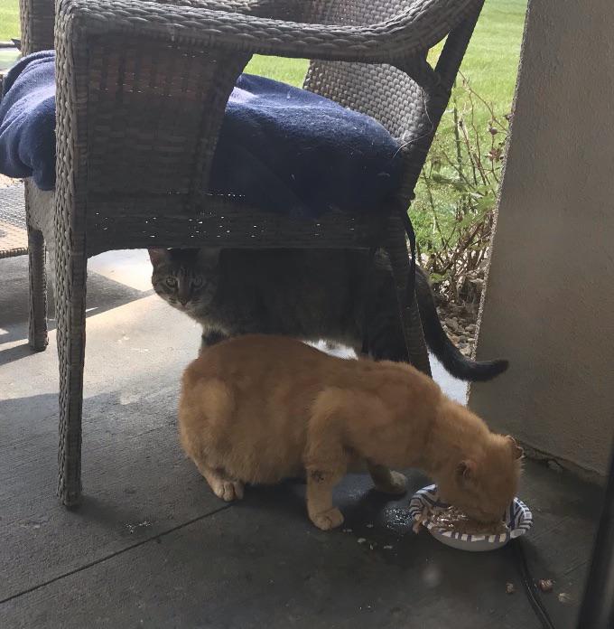 Feral Momma And Son Feral_Cats