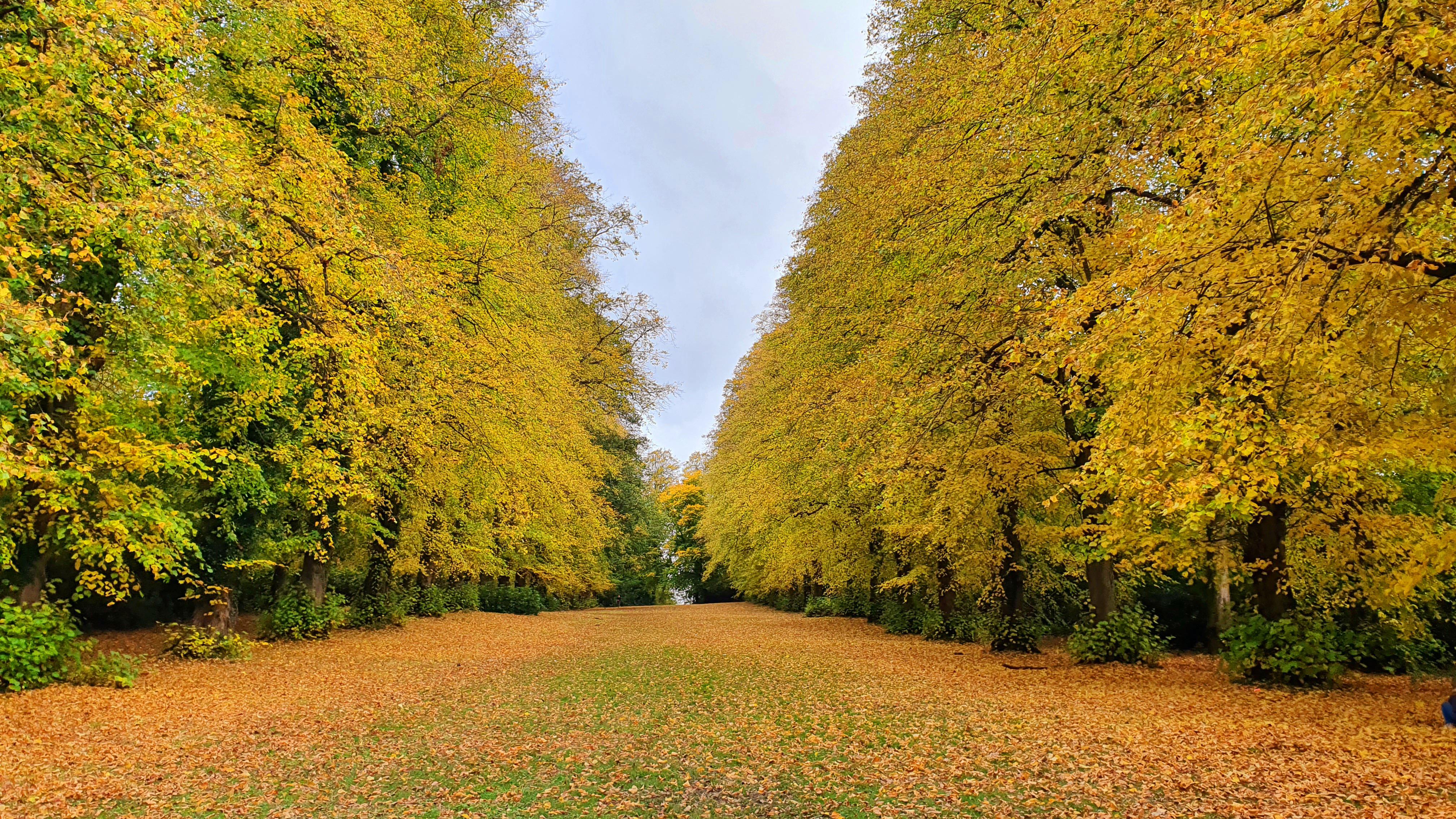 You can't beat Pollok Park in the autumn r/glasgow