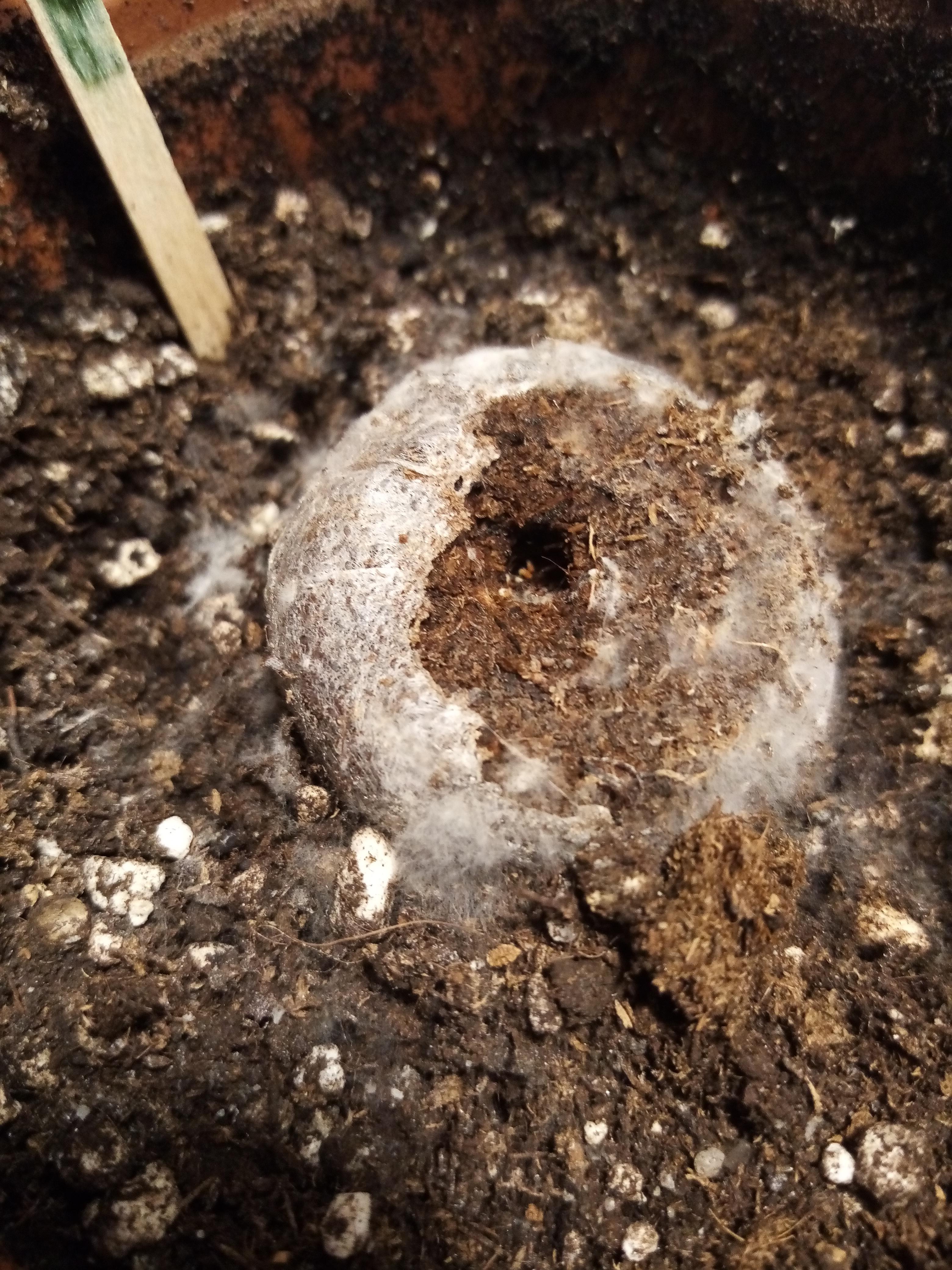 Hello there , my question is what is that white mouldy fiberish thing