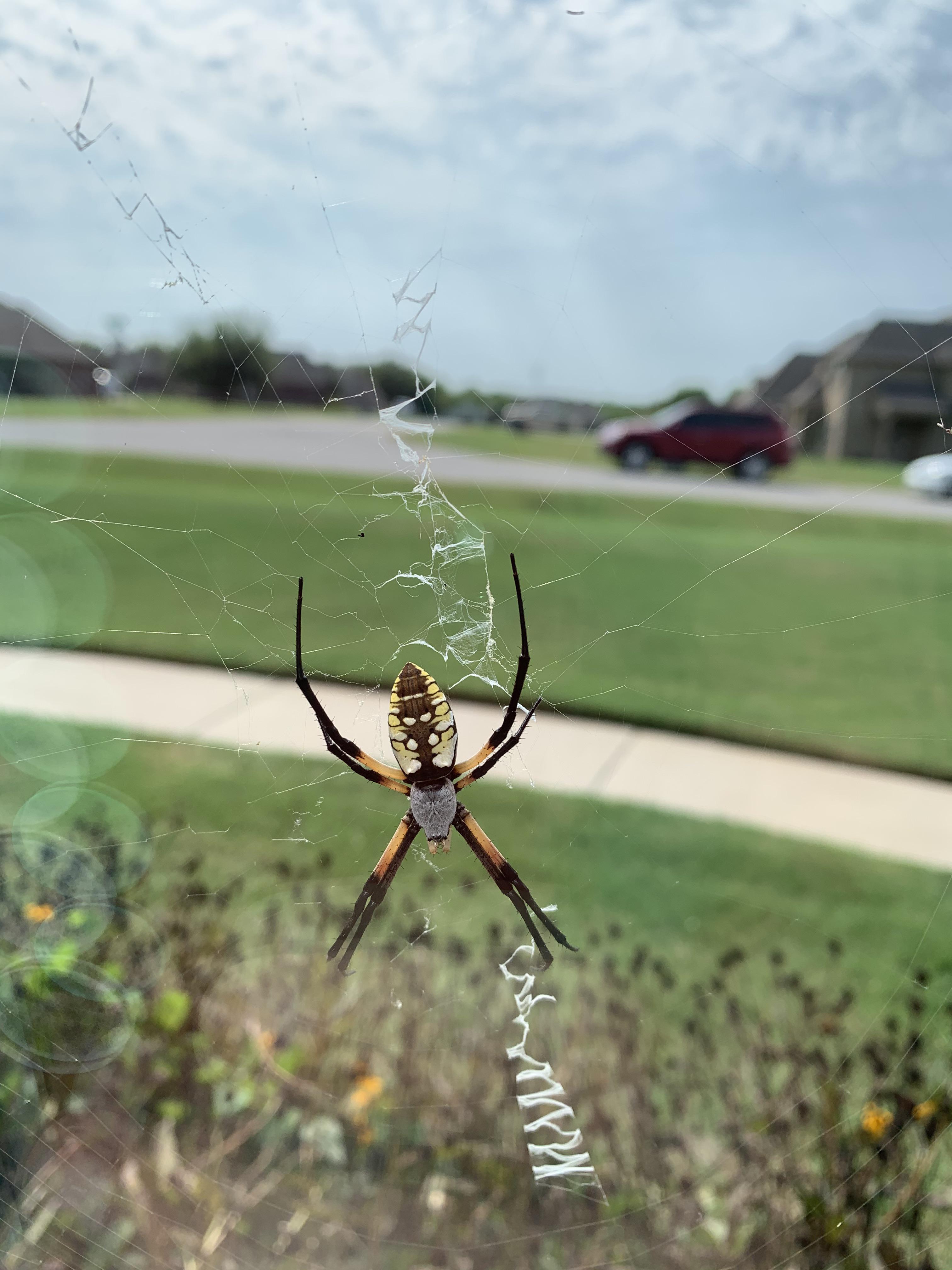 Who is this BEAUTIFUL spider? ID please!!! Tulsa, oklahoma r/spiders