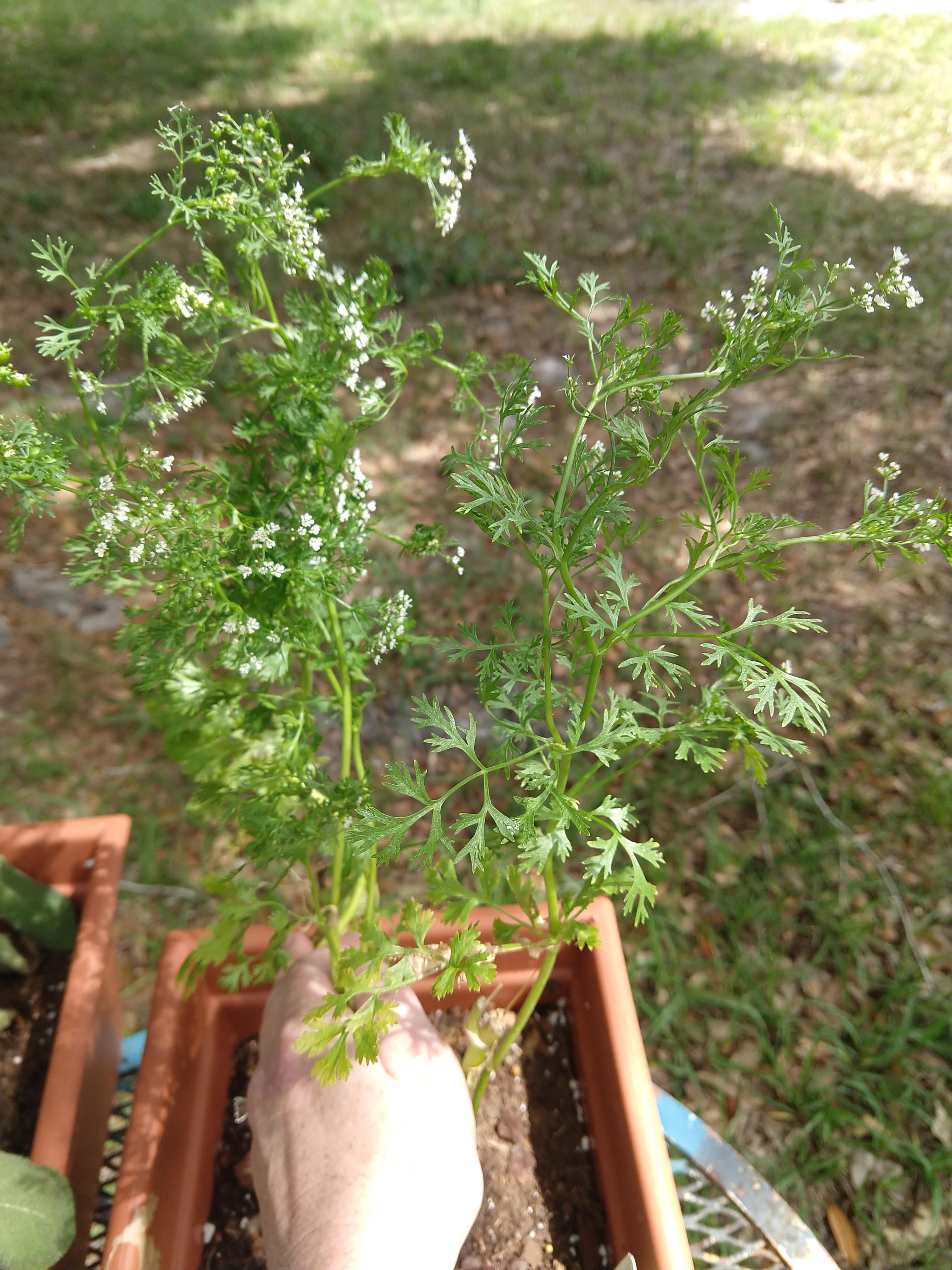 My cilantro is no longer growing leaves and only has the flowers, does