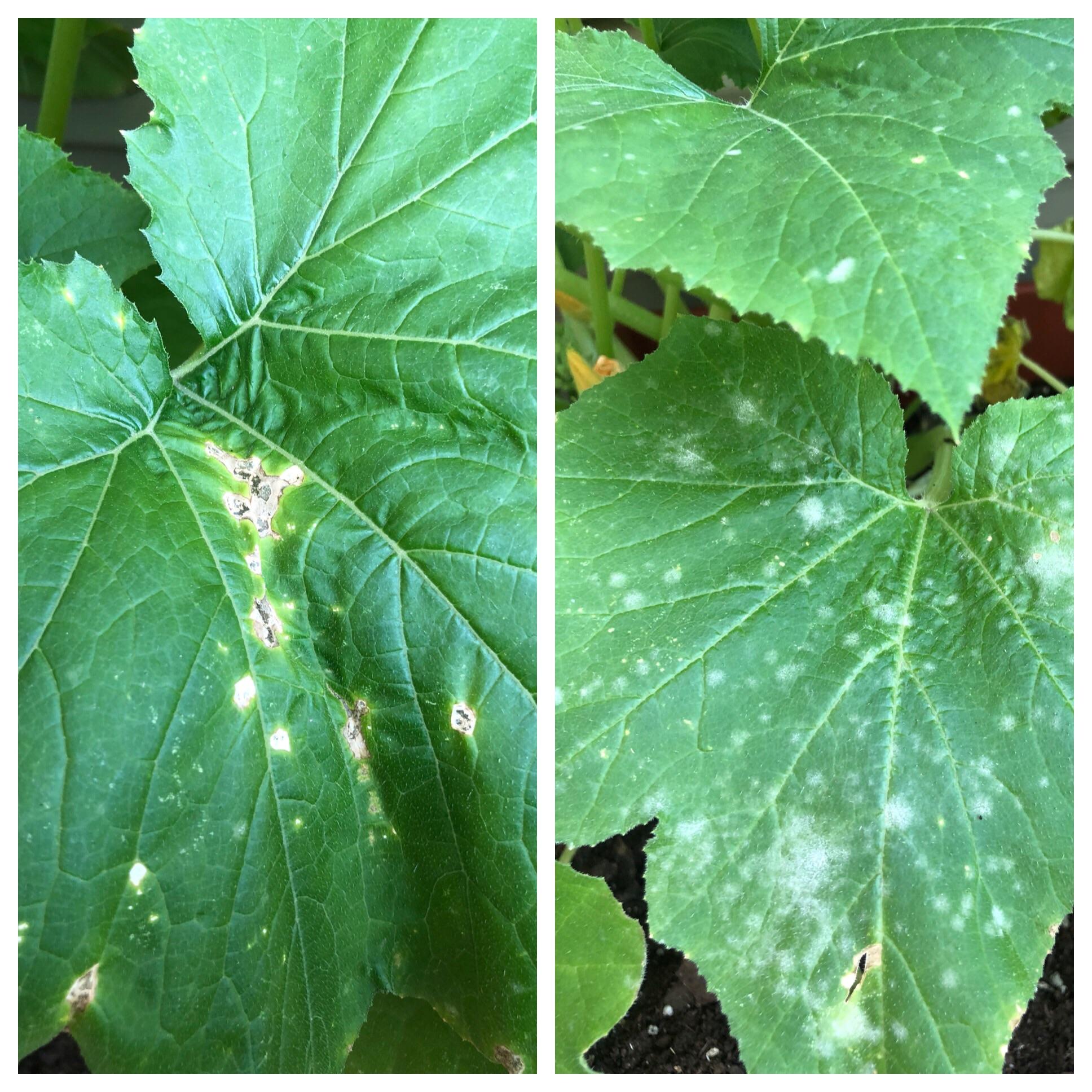 Left is zucchini. Right is yellow squash. Each plant pictured has two