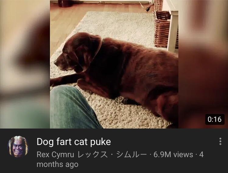 Dog fart cat puke