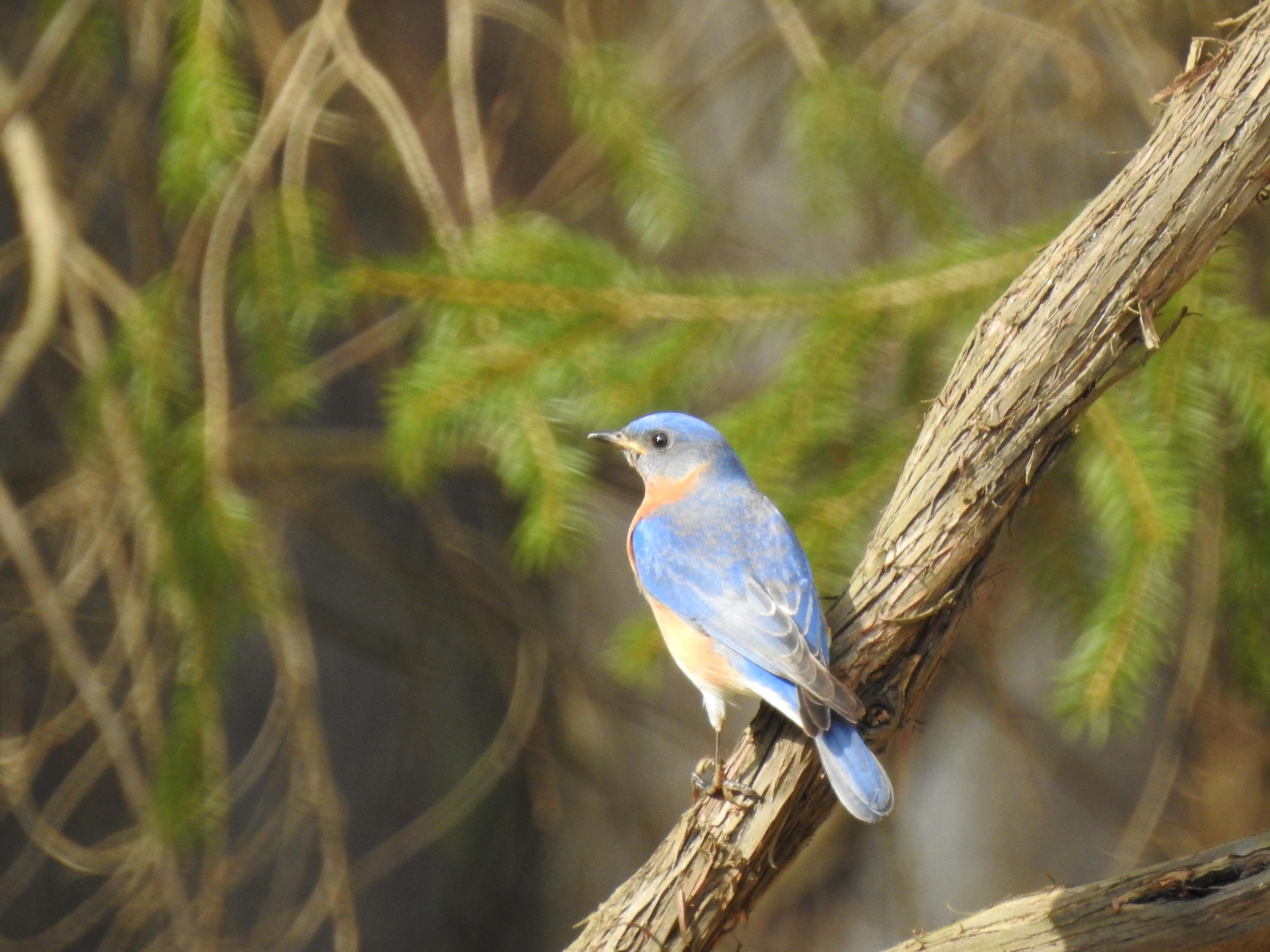 Eastern Bluebird Letchworth State Park NY. r/birdwatching