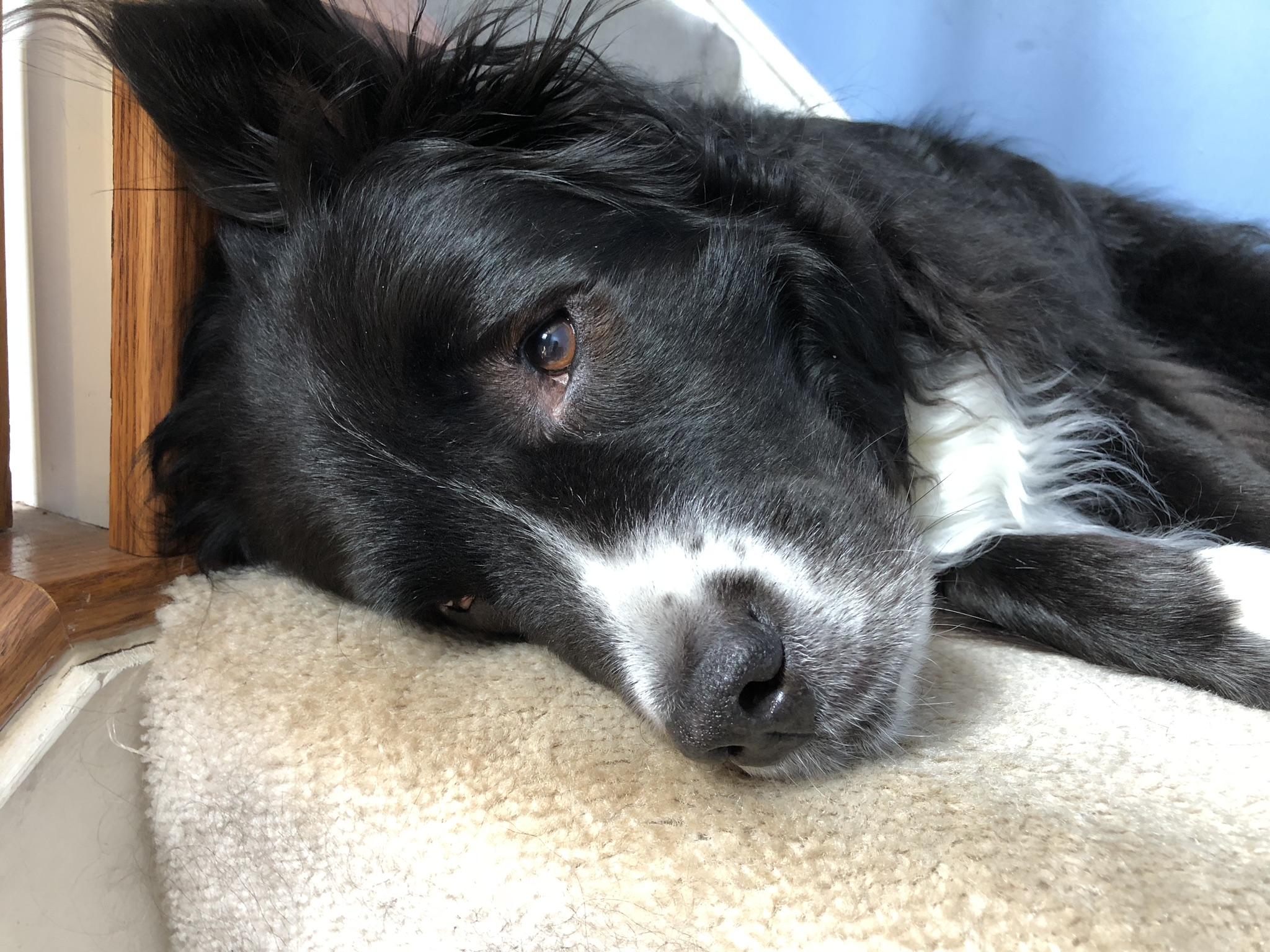 Border collie and Newfoundland mix, she is adorable 😊