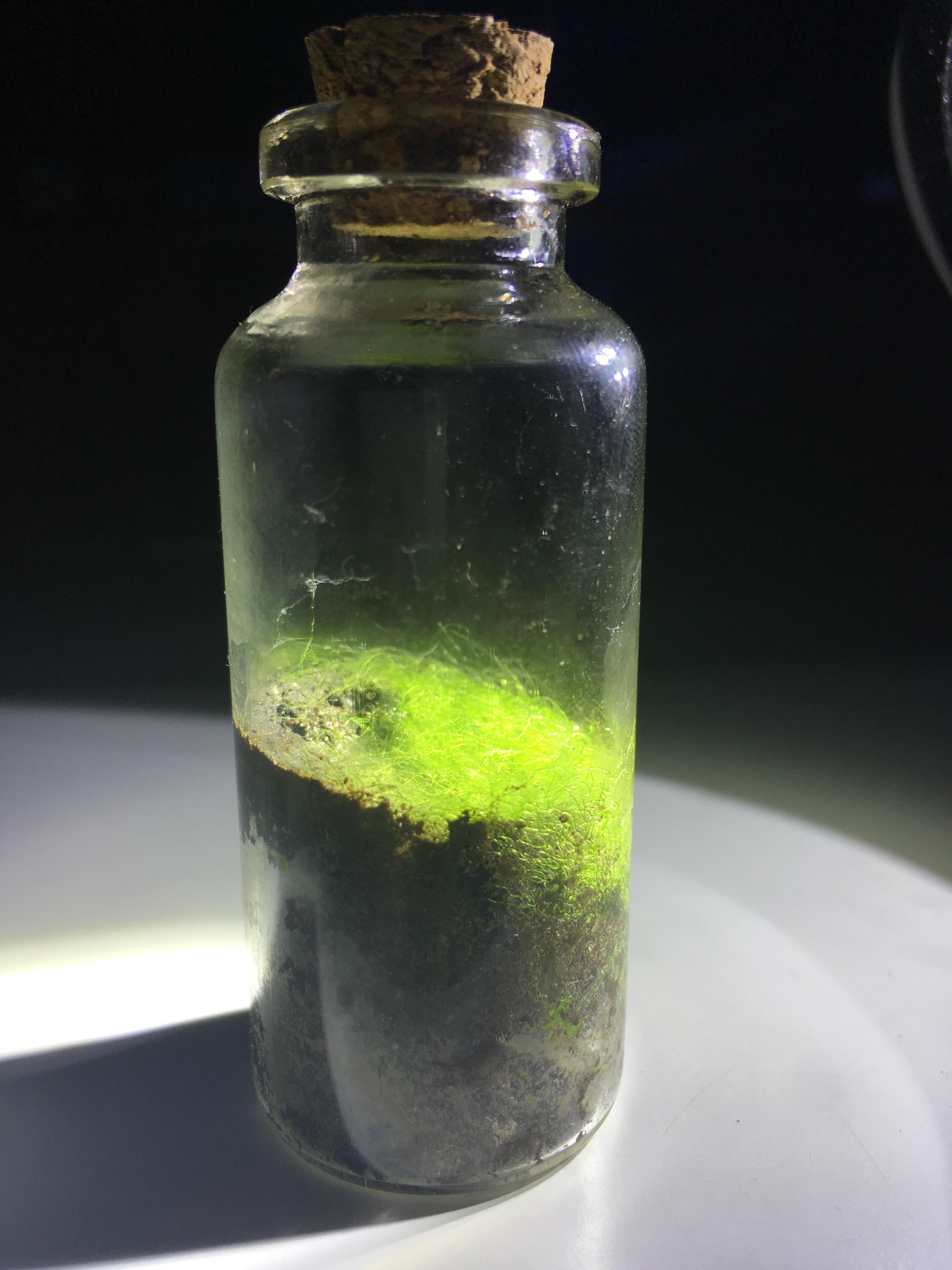Algae I’ve grown emersed in a bottle terrariums