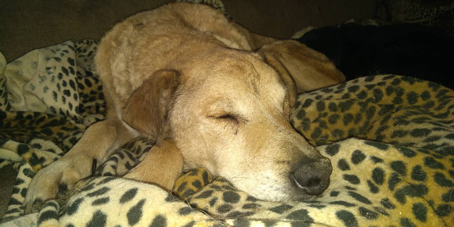 Dog Age Chart Dog Years To Human Years How Old Is My Dog?, 40 OFF