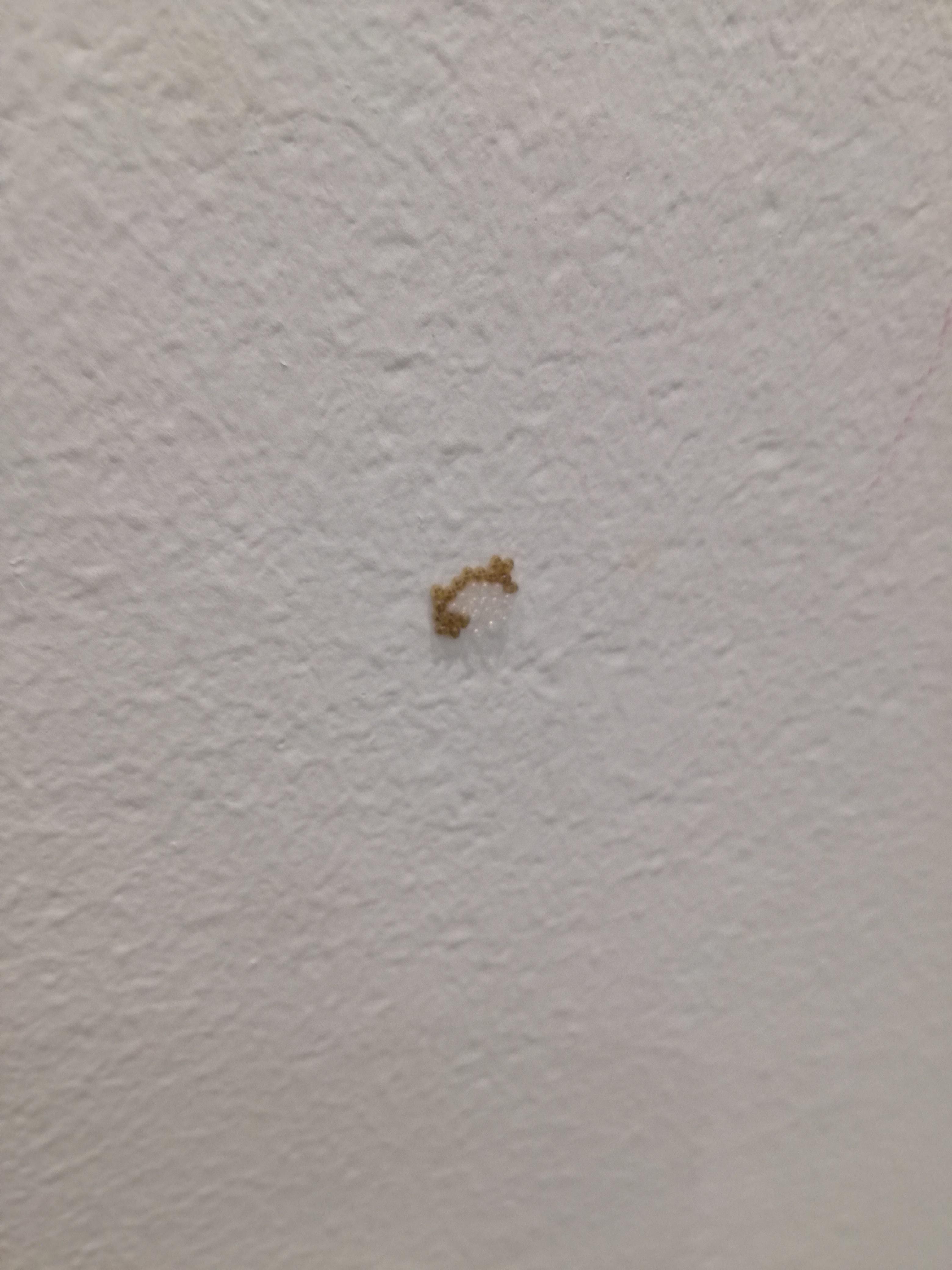 Found these eggs (?) on my wall a few days ago. They were all pale back