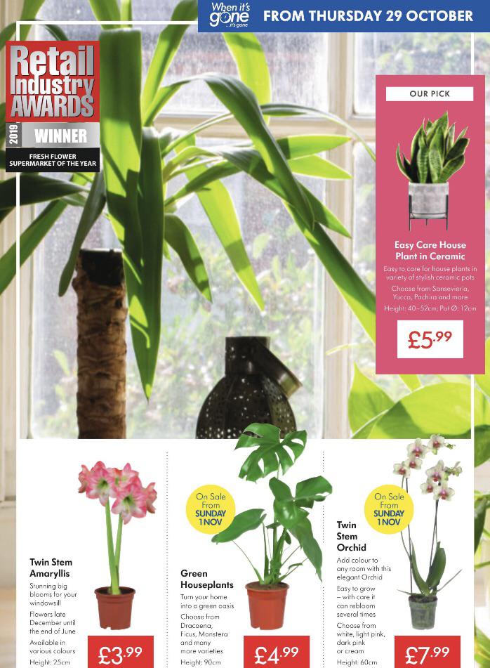 Houseplants in Lidl next Thursday and the following Sunday r