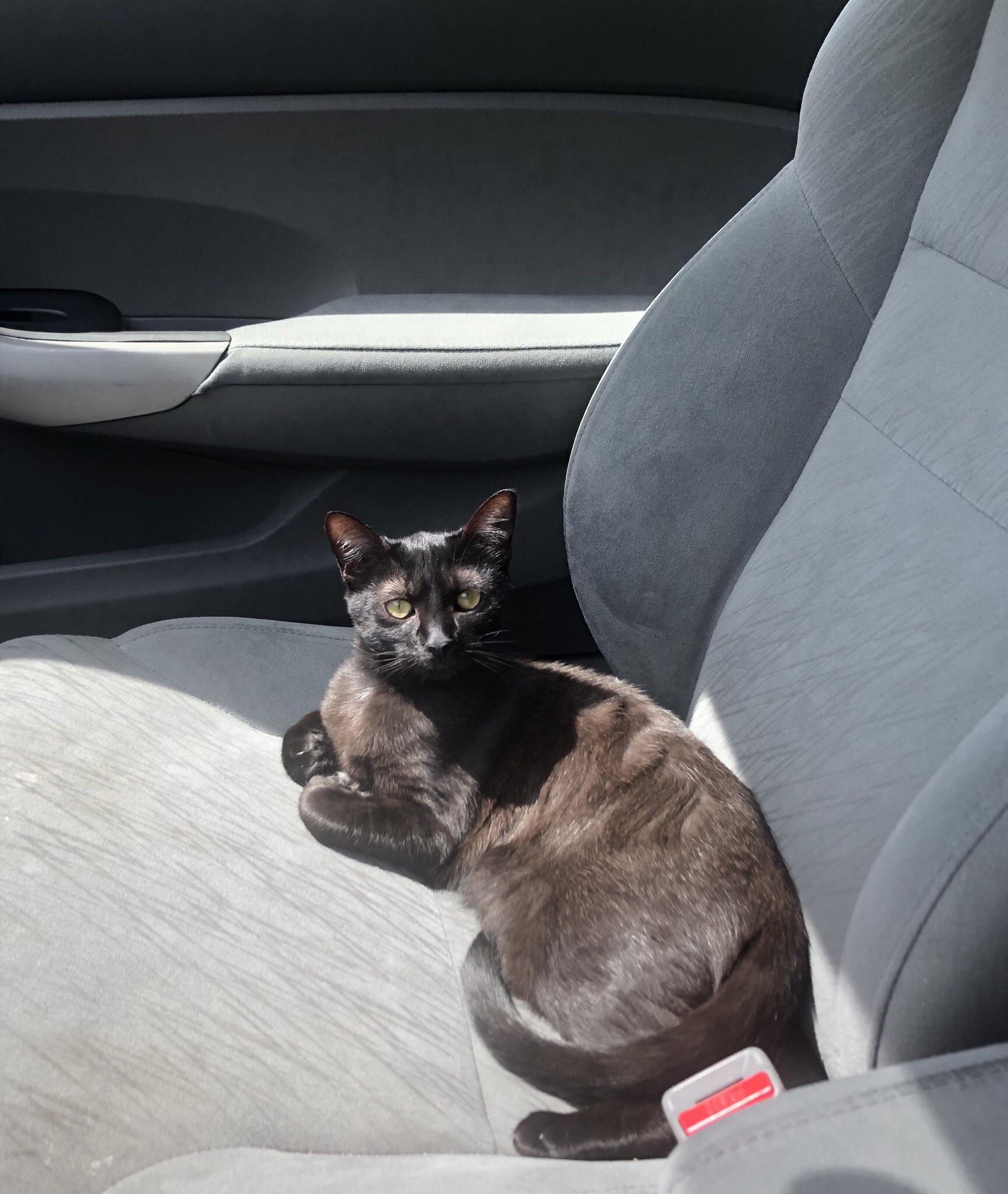 Never thought that I’d have a cat that loves road trips. r/blackcats