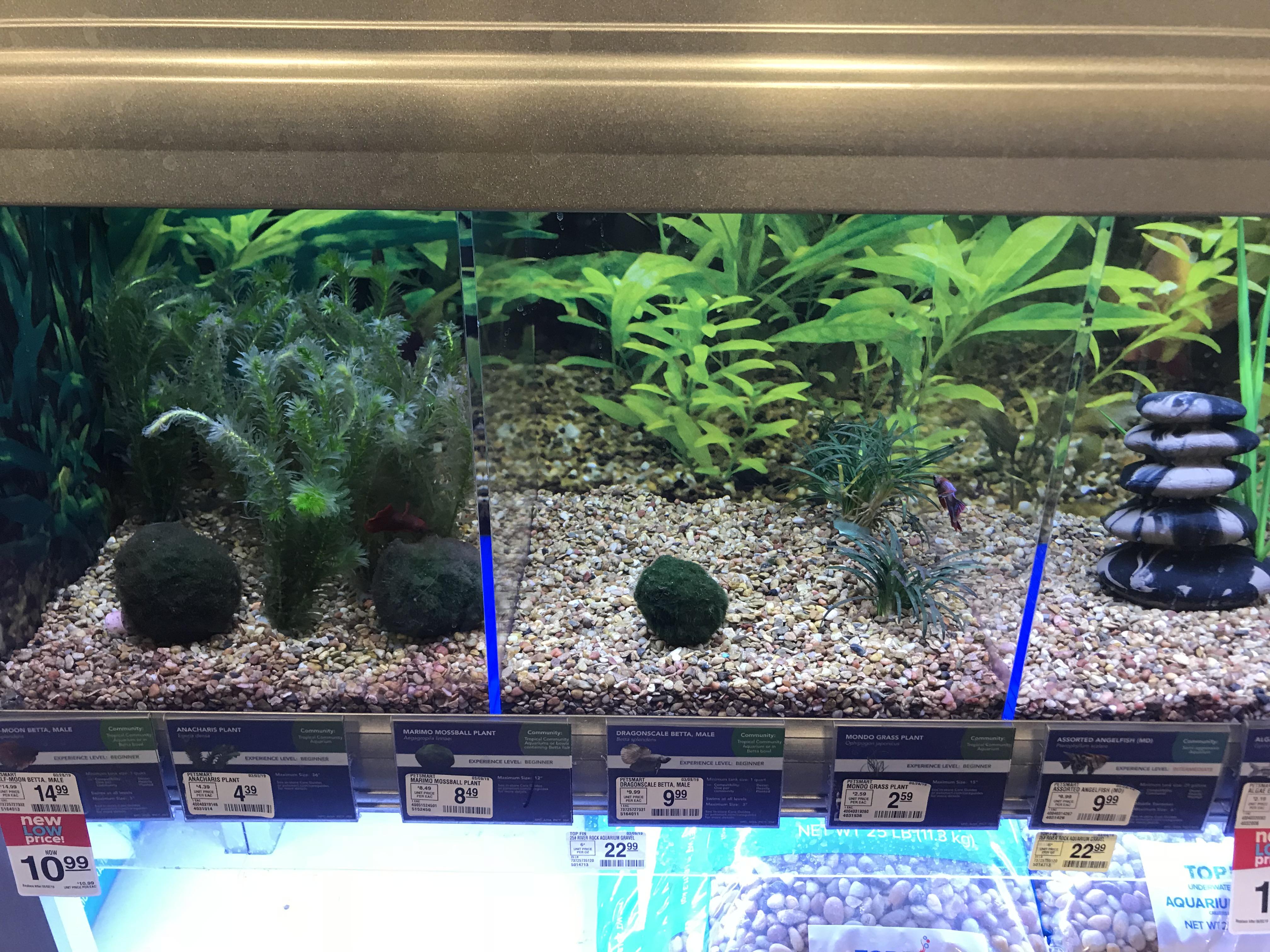 I commented earlier about how the petsmart near me has a betta wall, here it is! I got a close