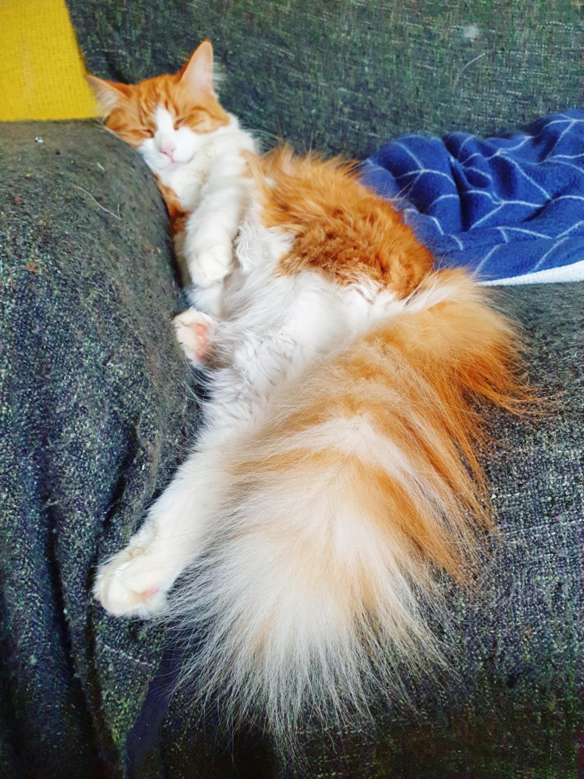 Brush! r/bottlebrush