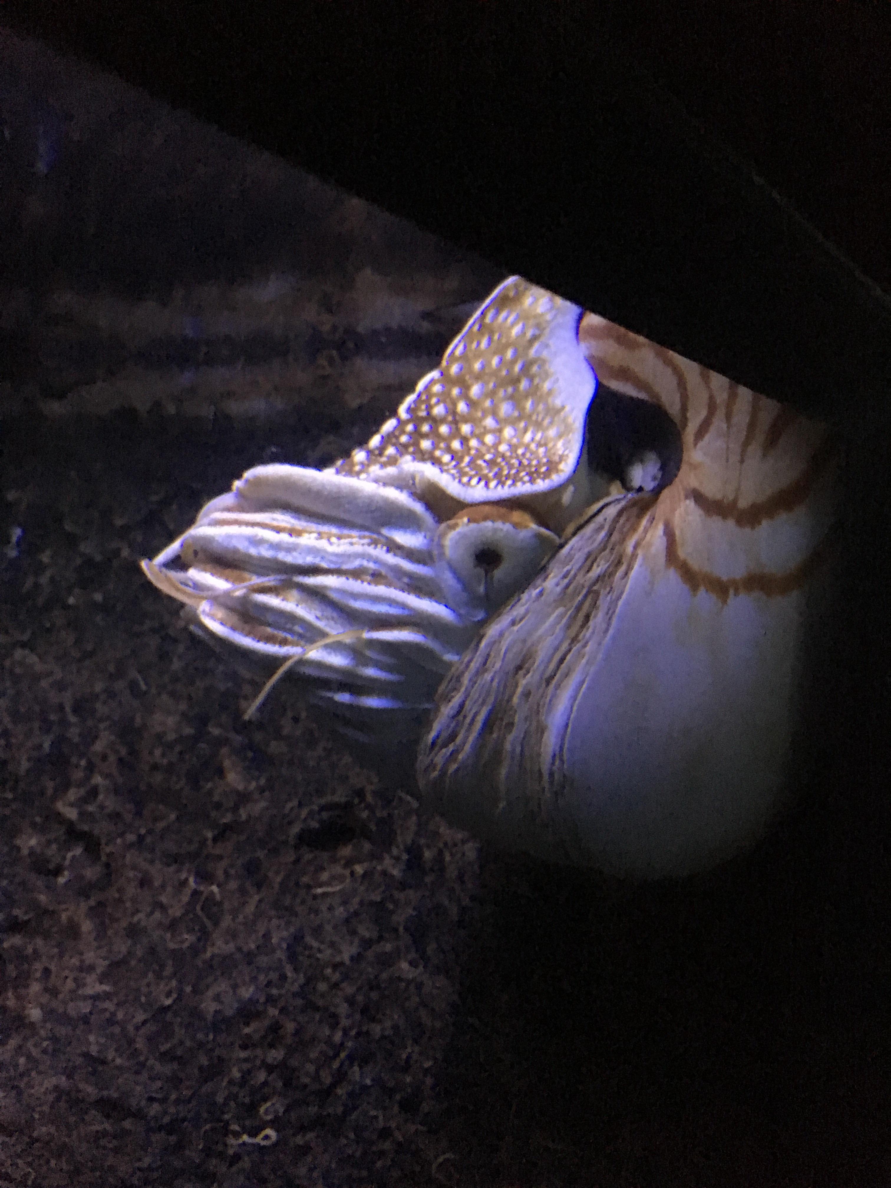 The Honolulu Aquarium has a Nautilus! I love the dedication