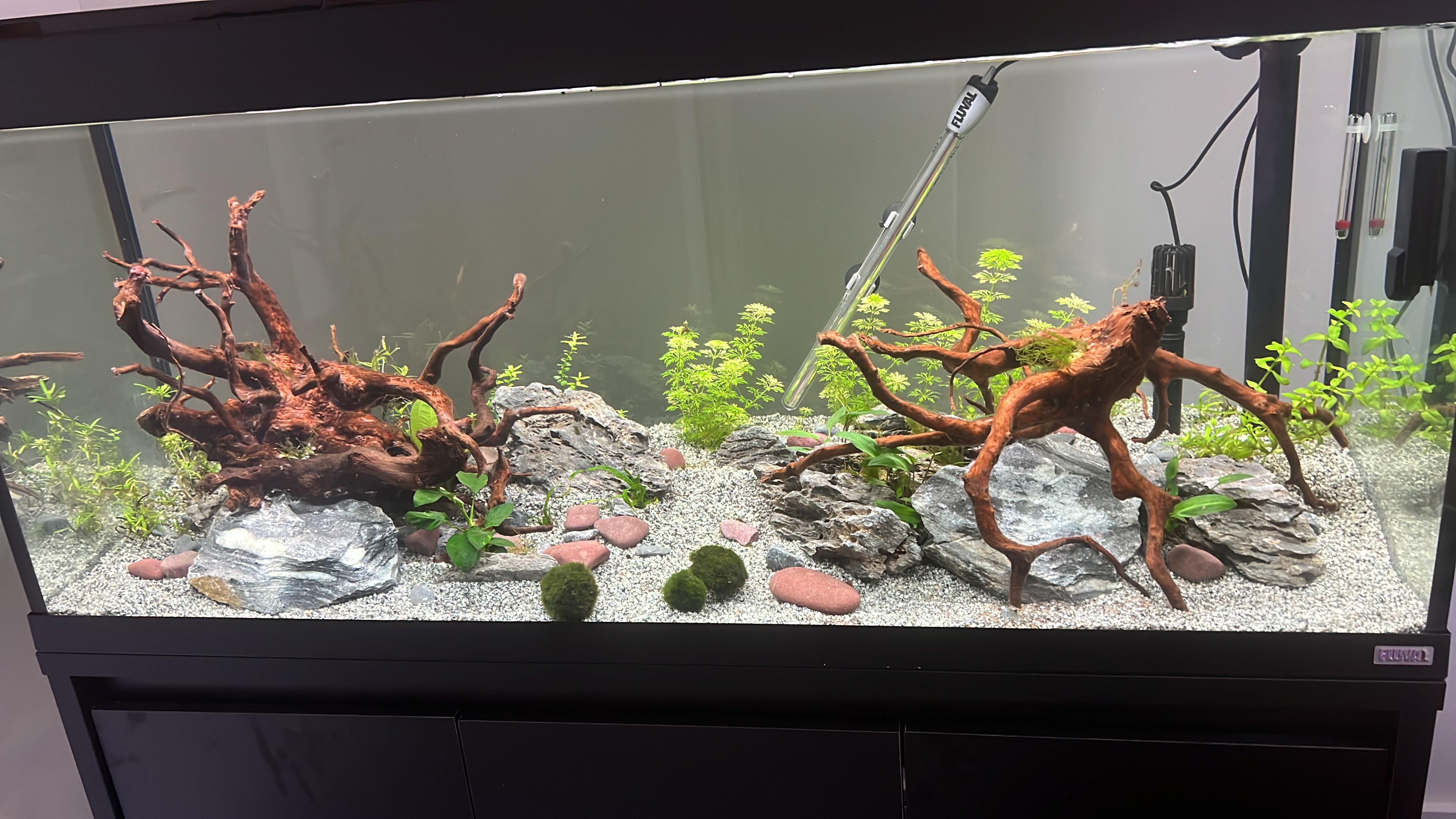 First tank stocking ideas r/Aquariums