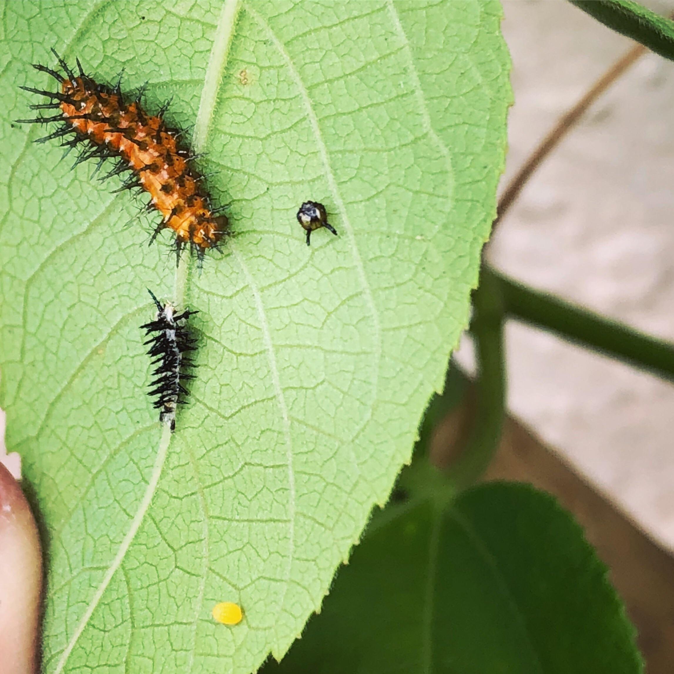 Caterpillars shed their heads! r/WTF
