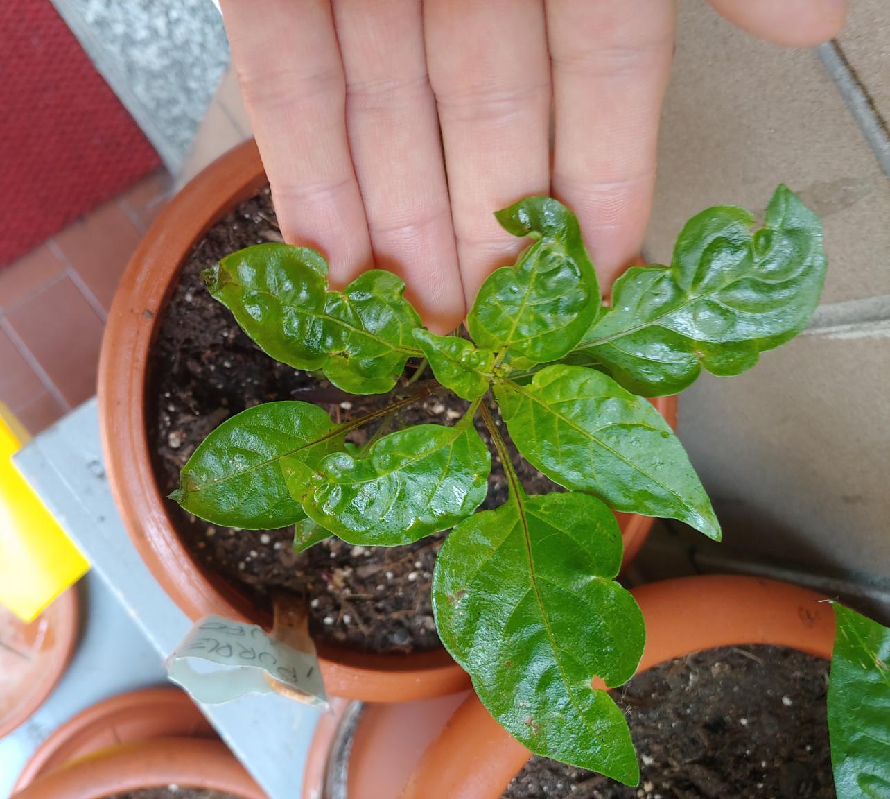 Gardening help crooked, deformed leaves r/HotPepperGrowing