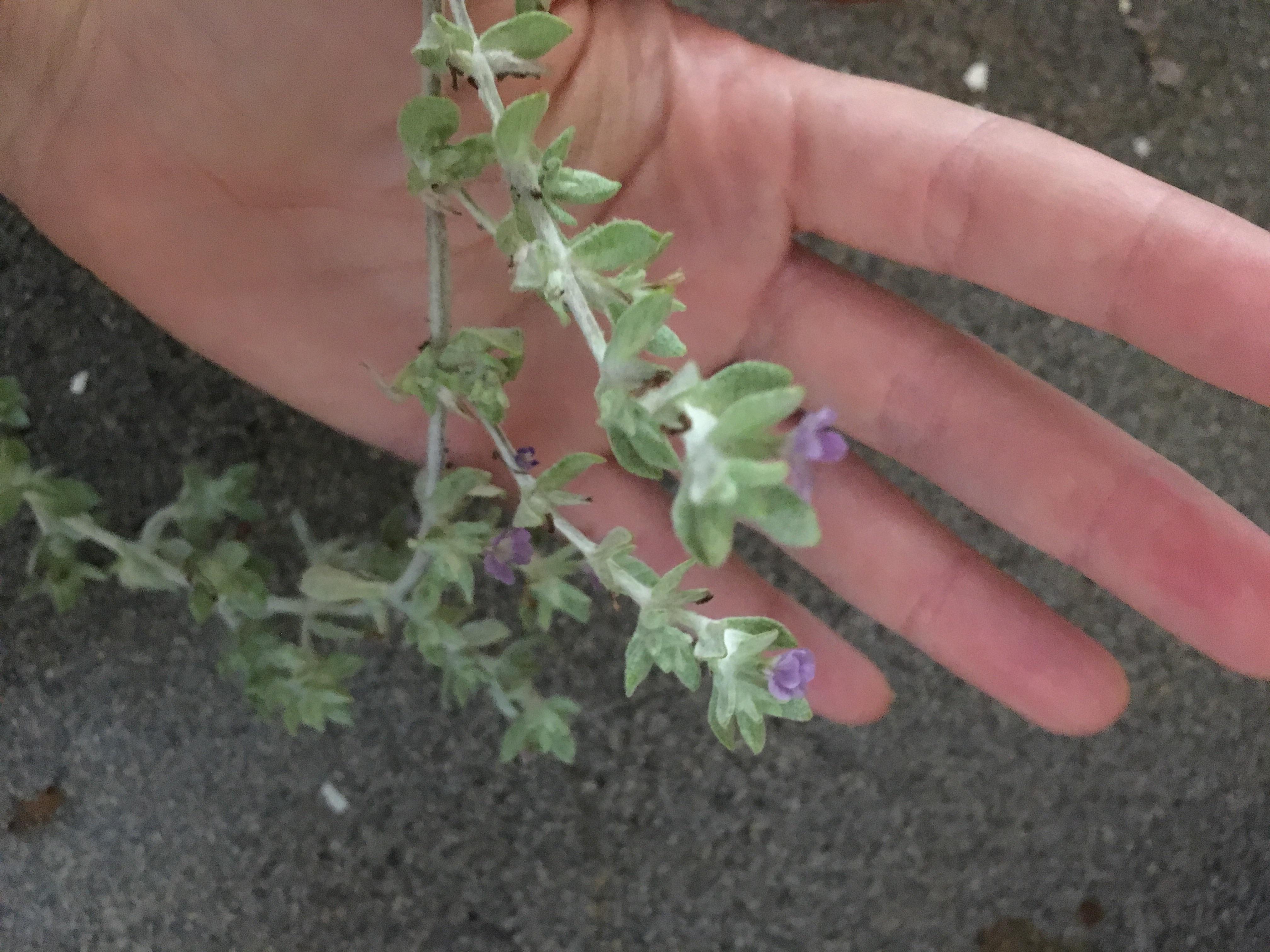 10A full sun ground cover, fuzzy leaves, smells great! Some kind of sage maybe? r/whatsthisplant