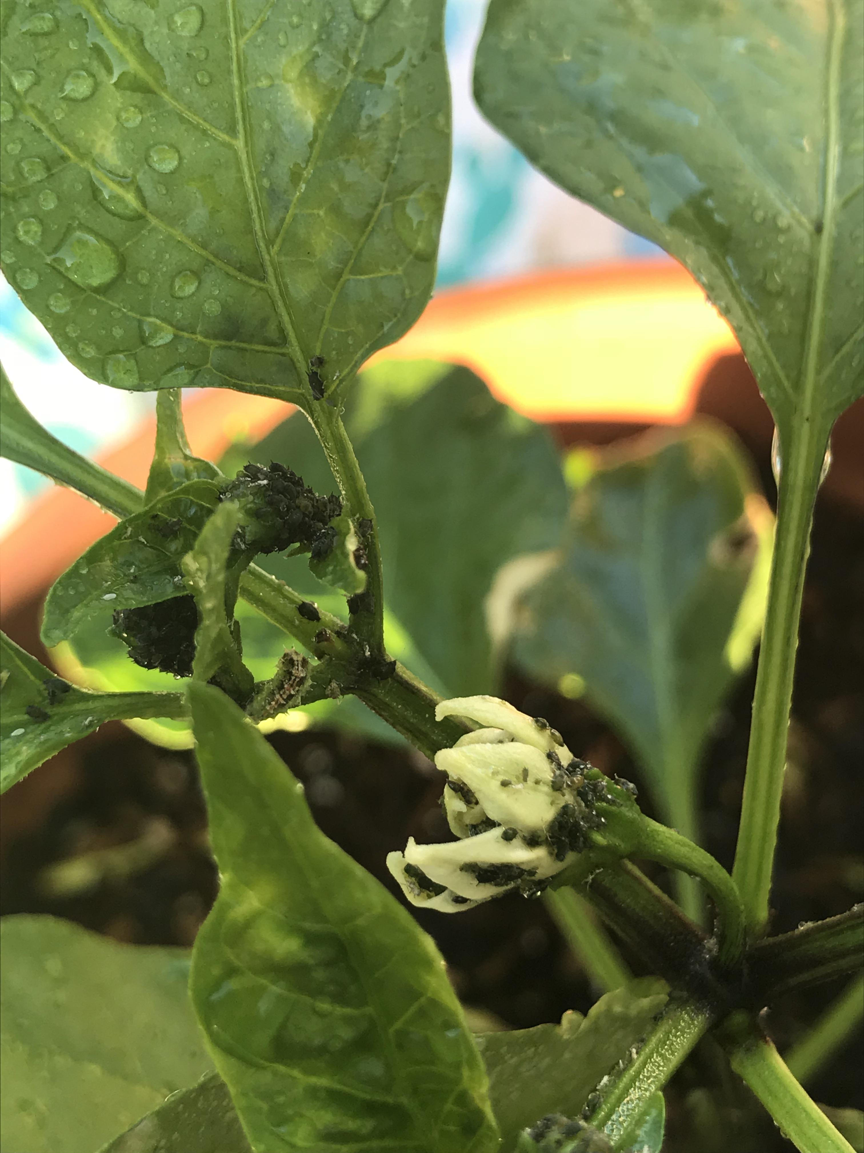 Seems these ants moved in on our pepper plant while we were on vacation