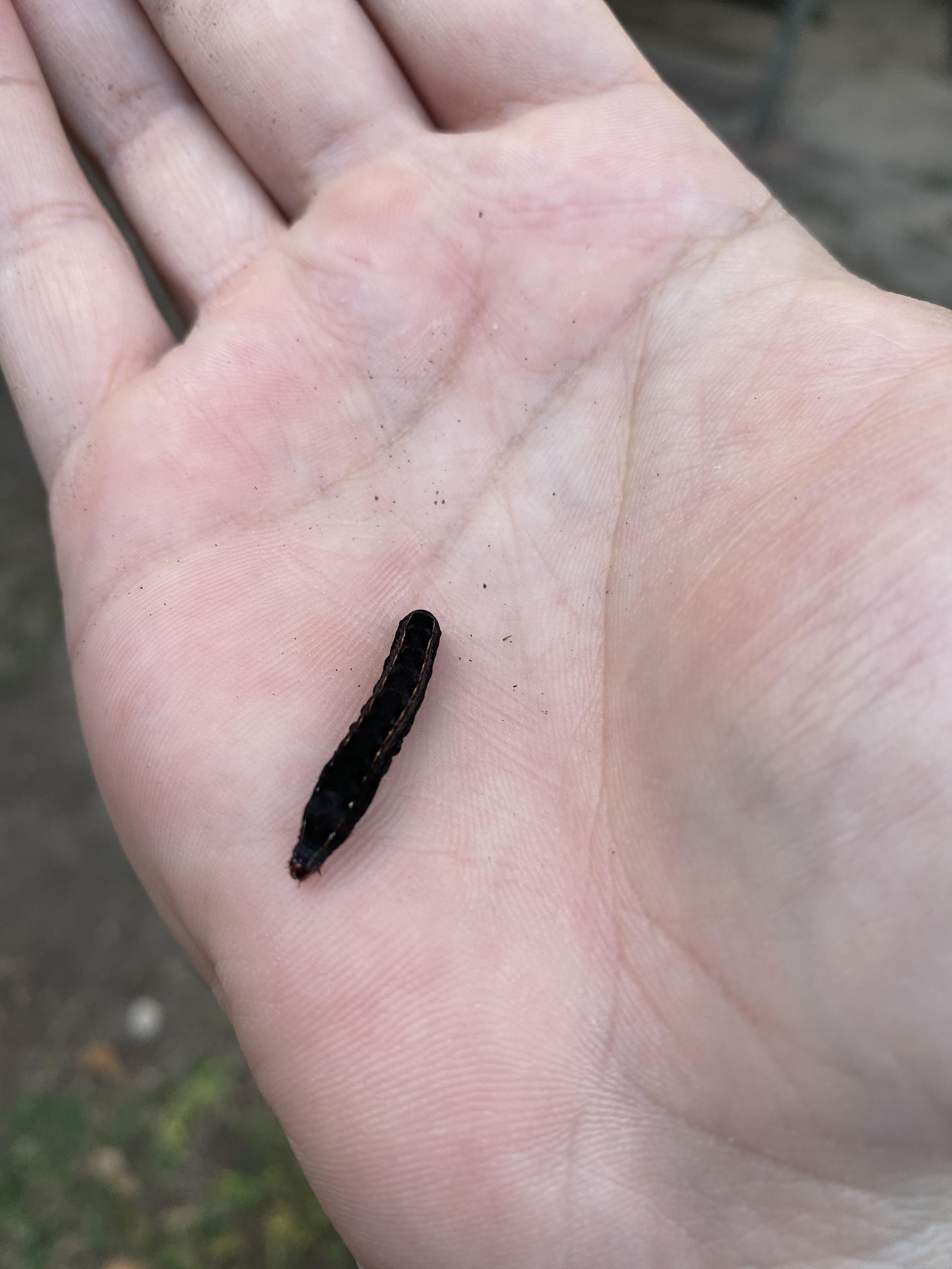 What type of caterpillar is this? Caught him on my pepper plant! r