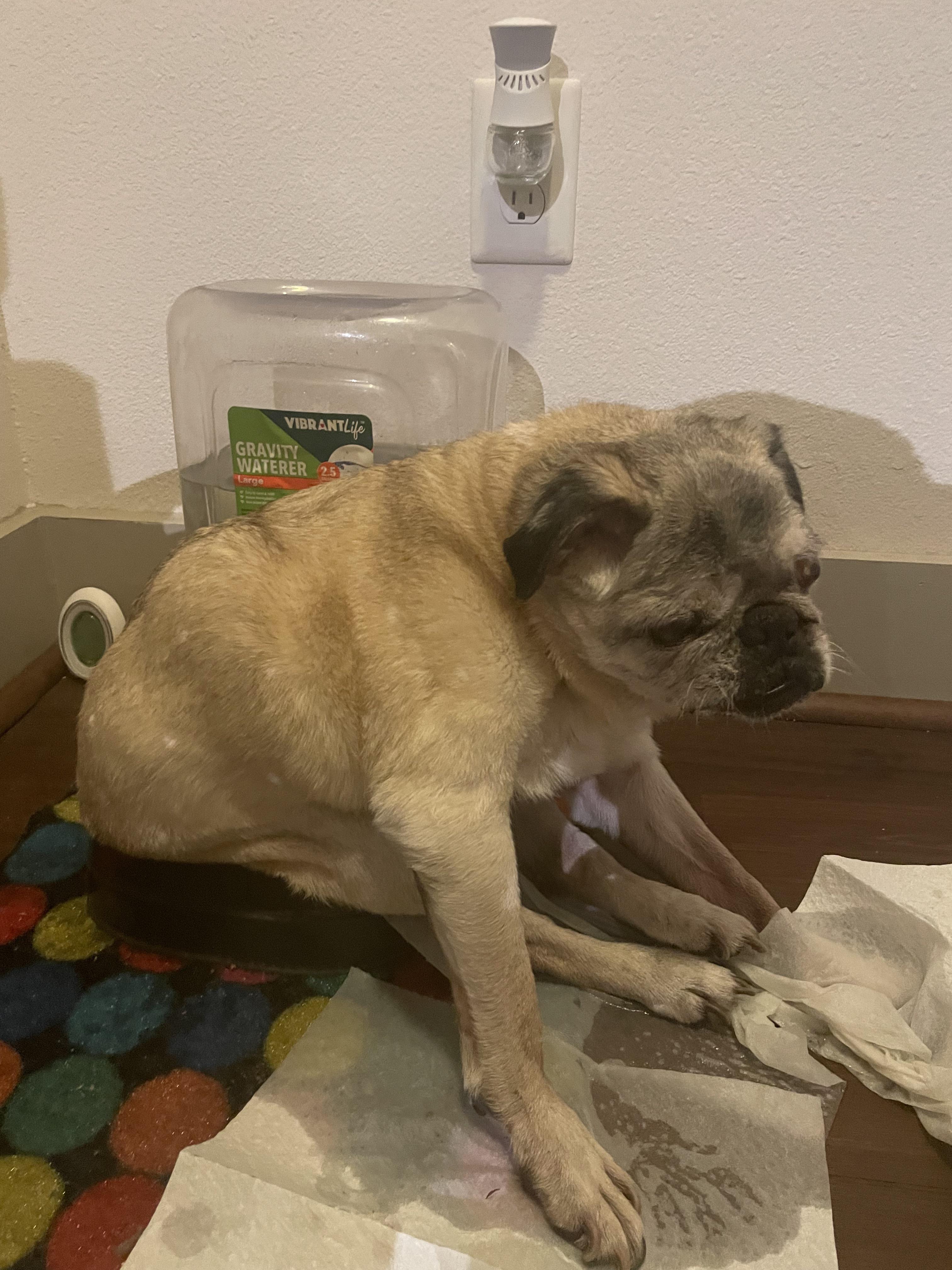 Senior pugs are built different (explanation in the comments) r/pugs