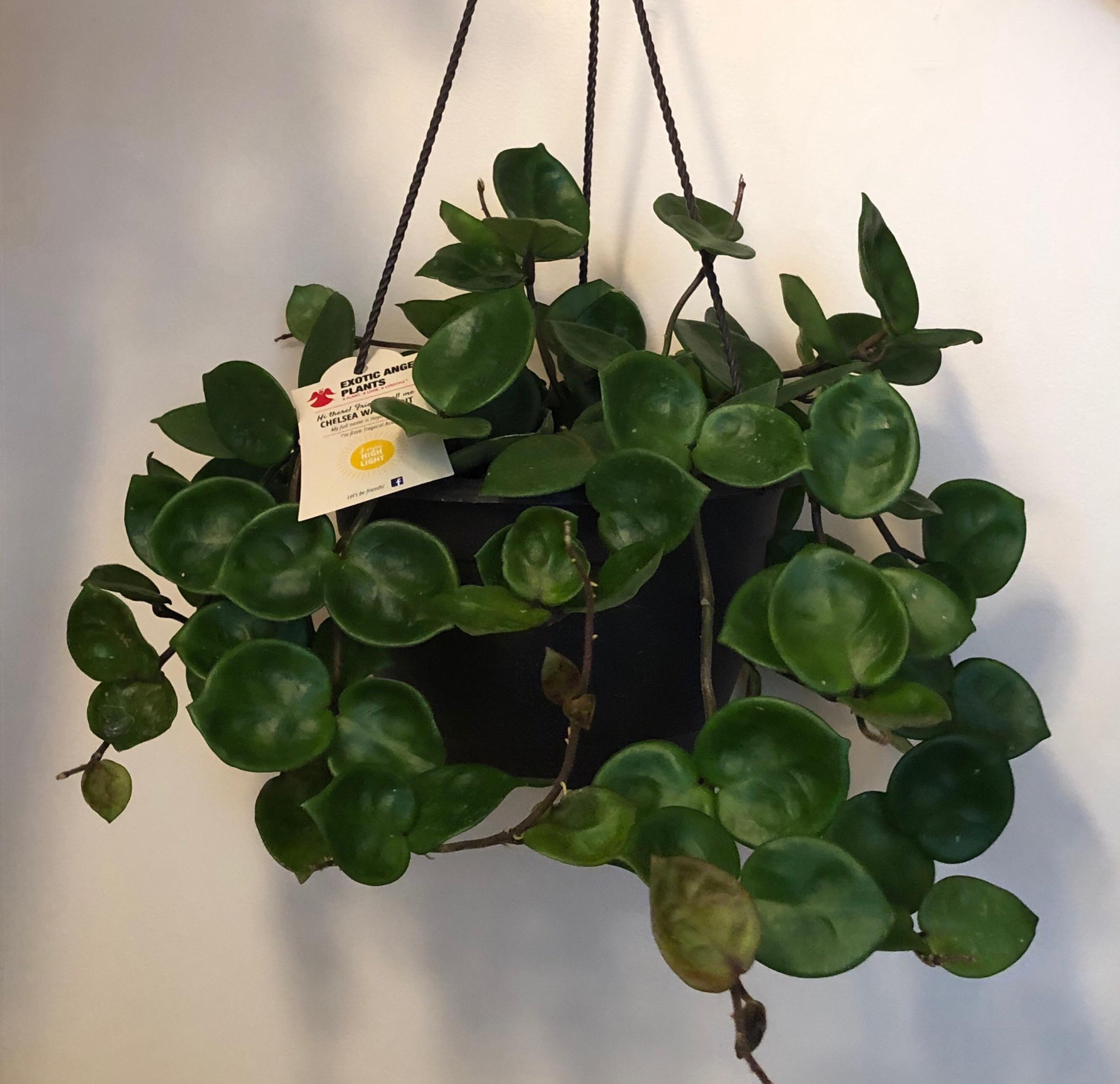 Yay! Finally found a Hoya at Lowe’s ! r/hoyas