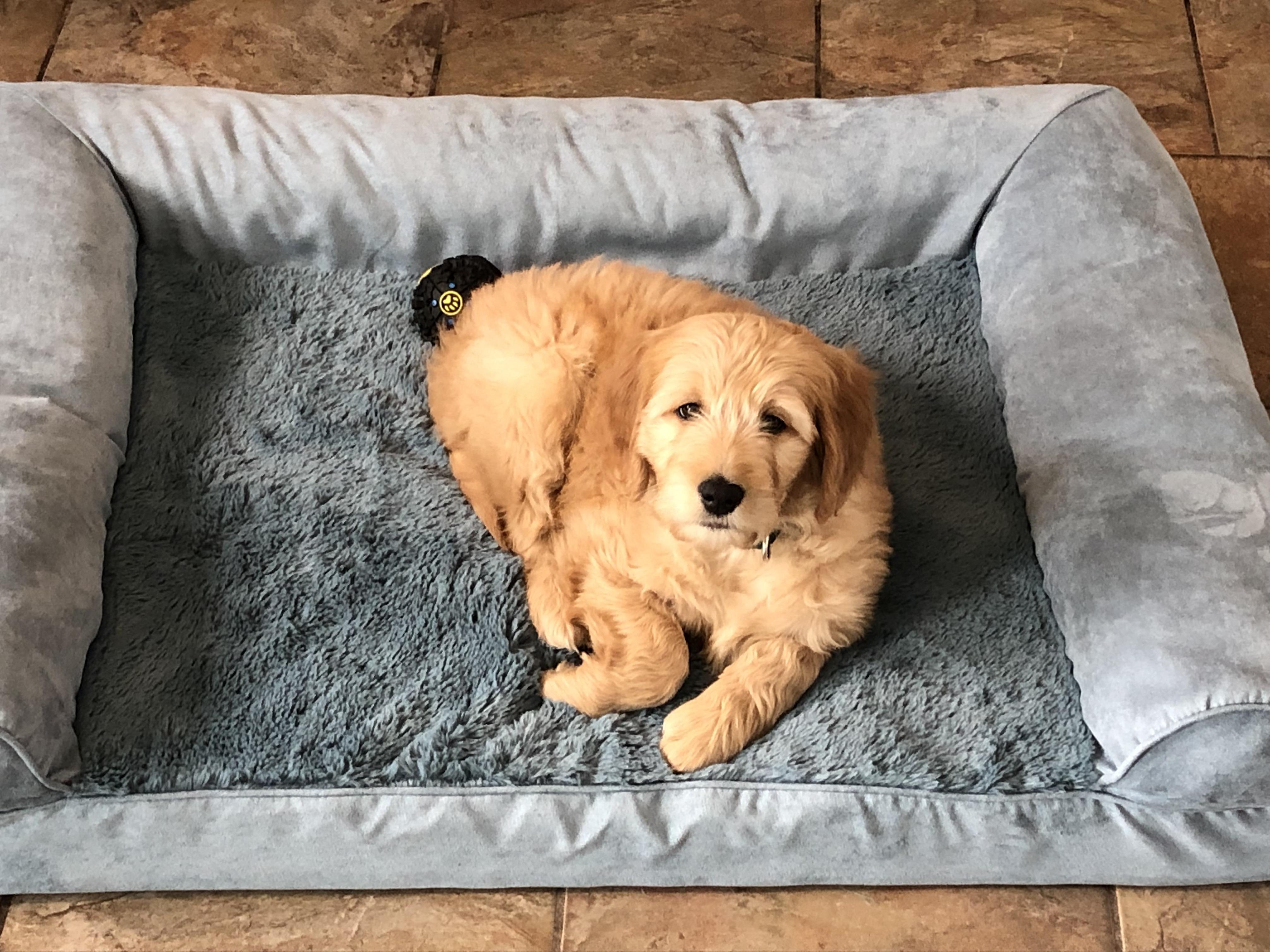 Our new puppy sleeps with his paws curled up under him sometimes like a