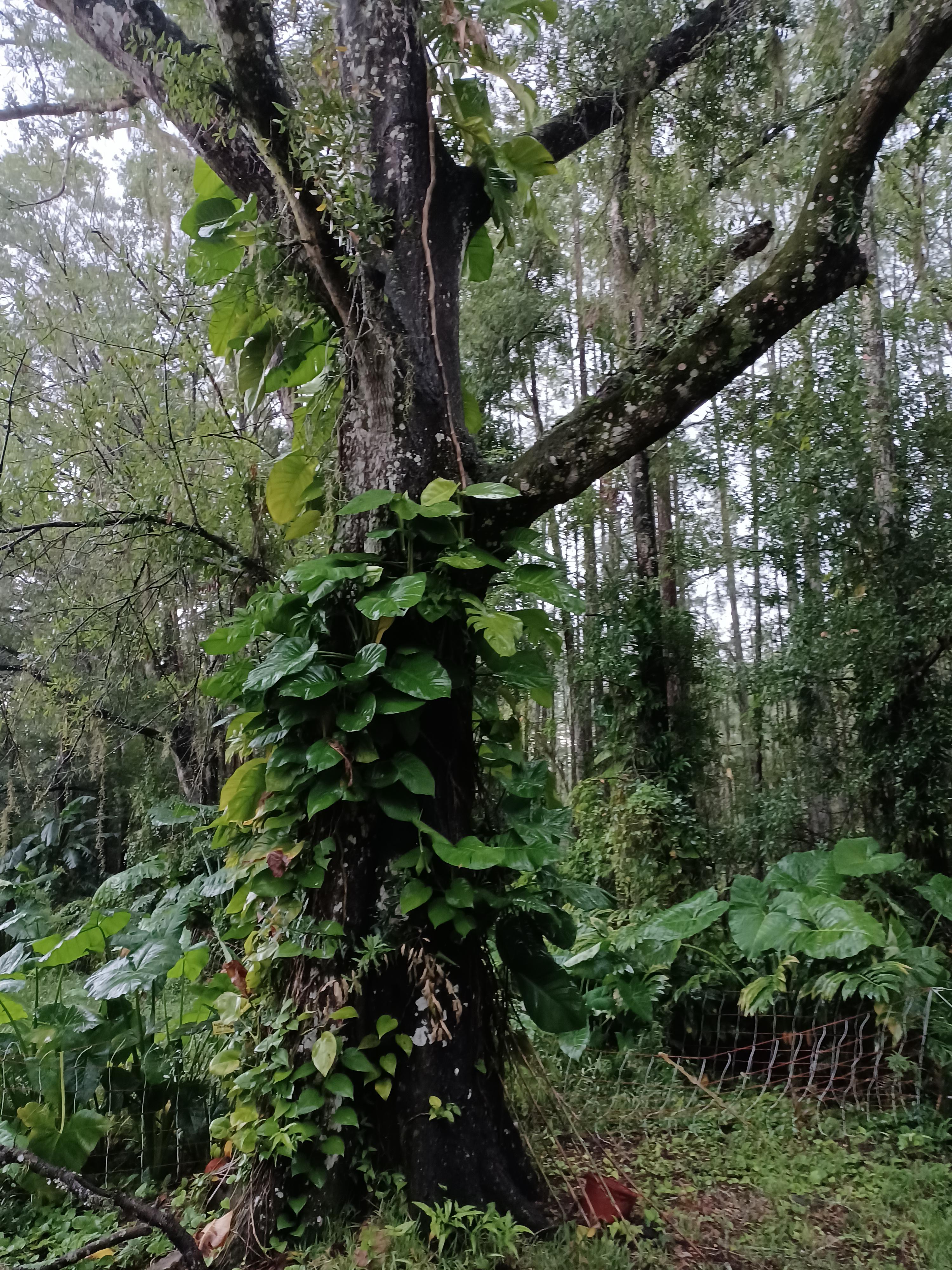 Update to my previous post about pothos, this is one place in Florida