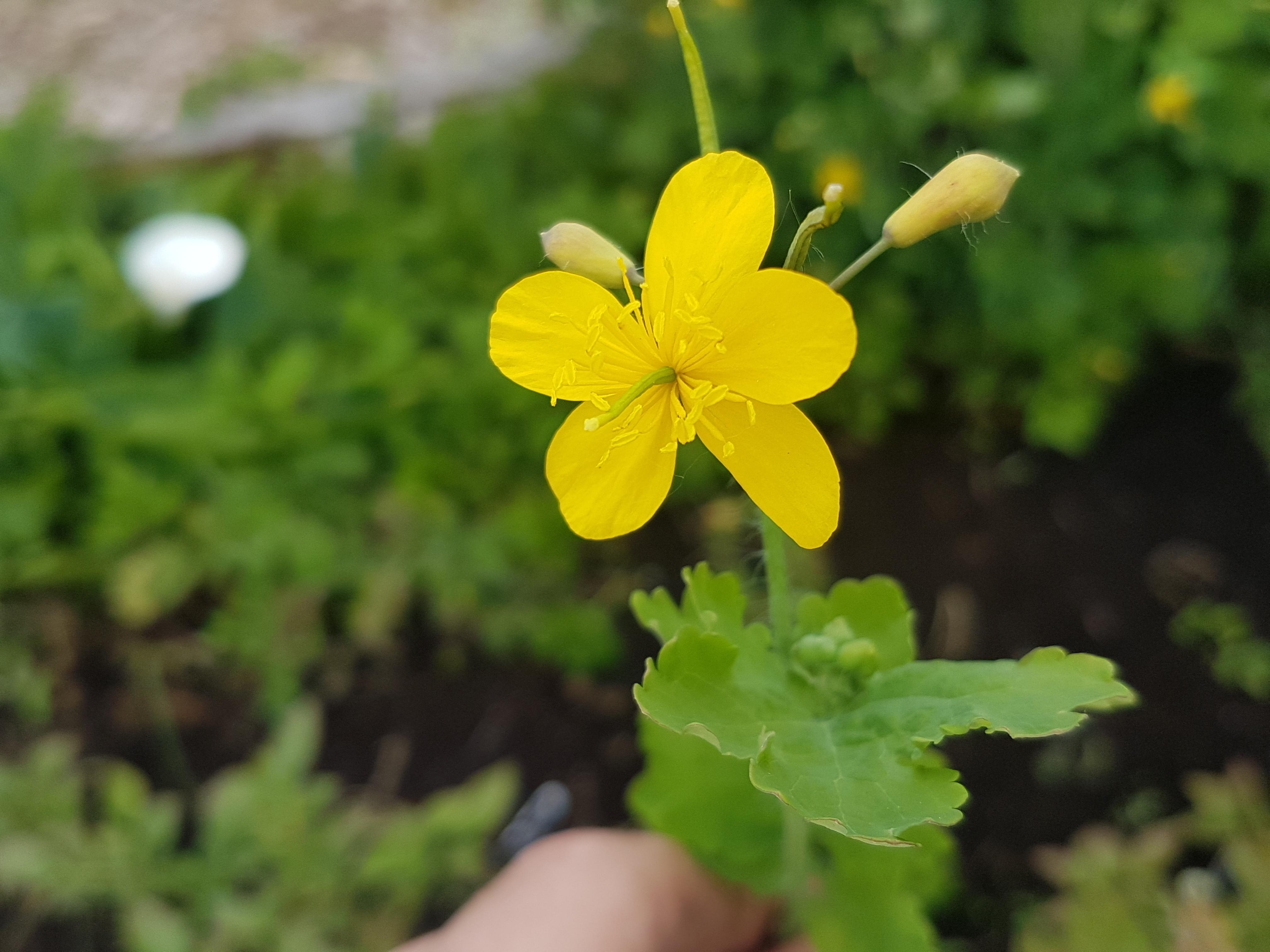 [pnw] bleeds yellow goo, knee high, bushy and yellow flowers r
