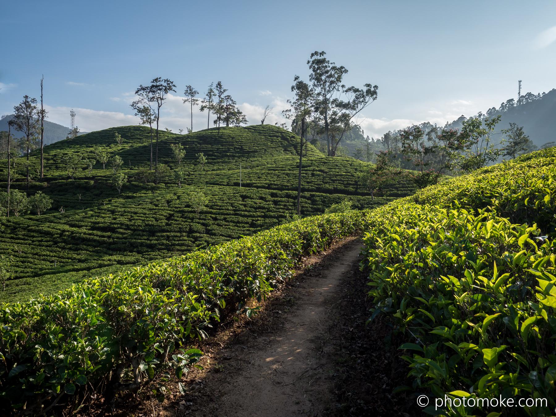 Tea plantation, Ella, Sri Lanka. r/travel