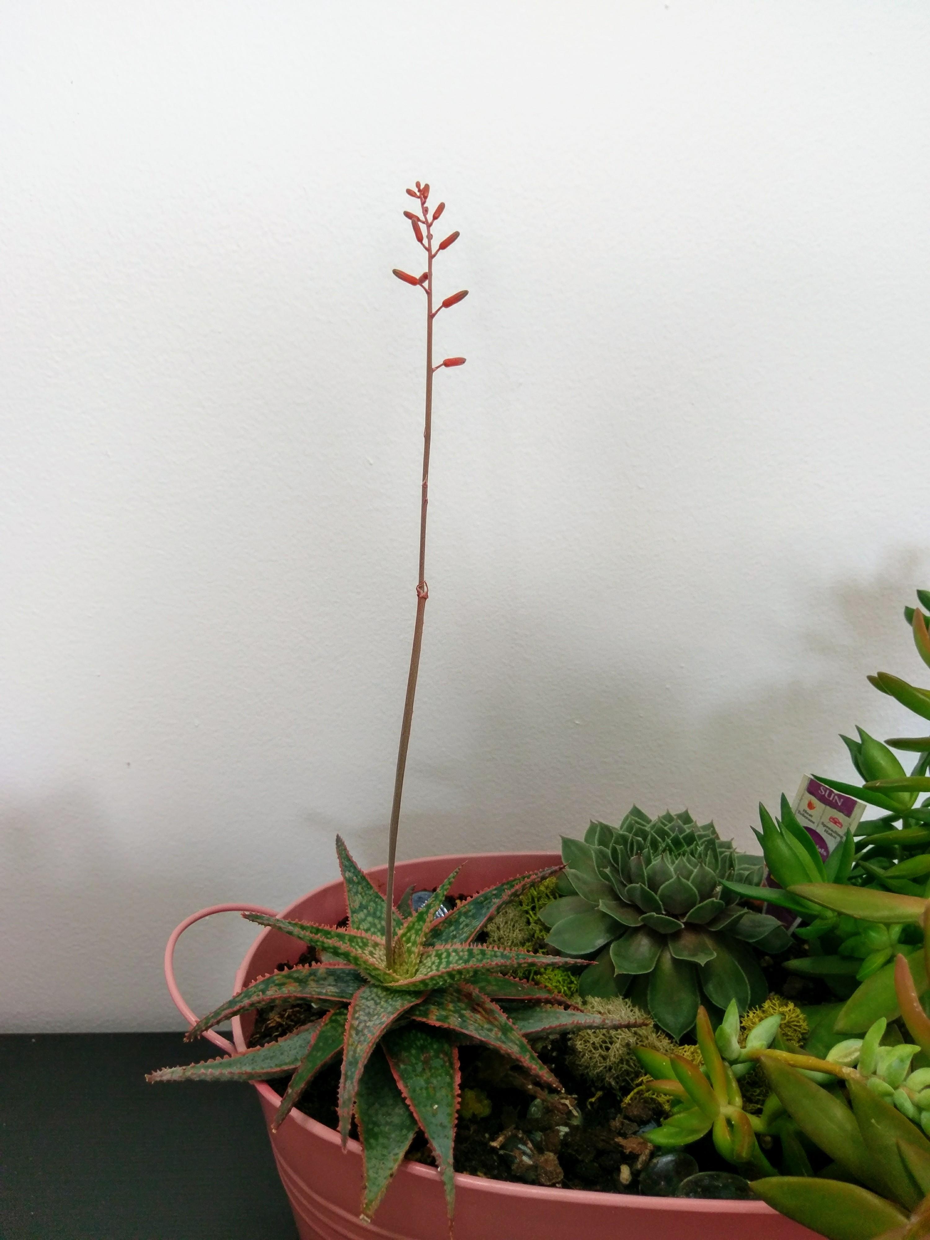 Thanks to your tips, I learnt how to take care of Christmas Carol Aloe