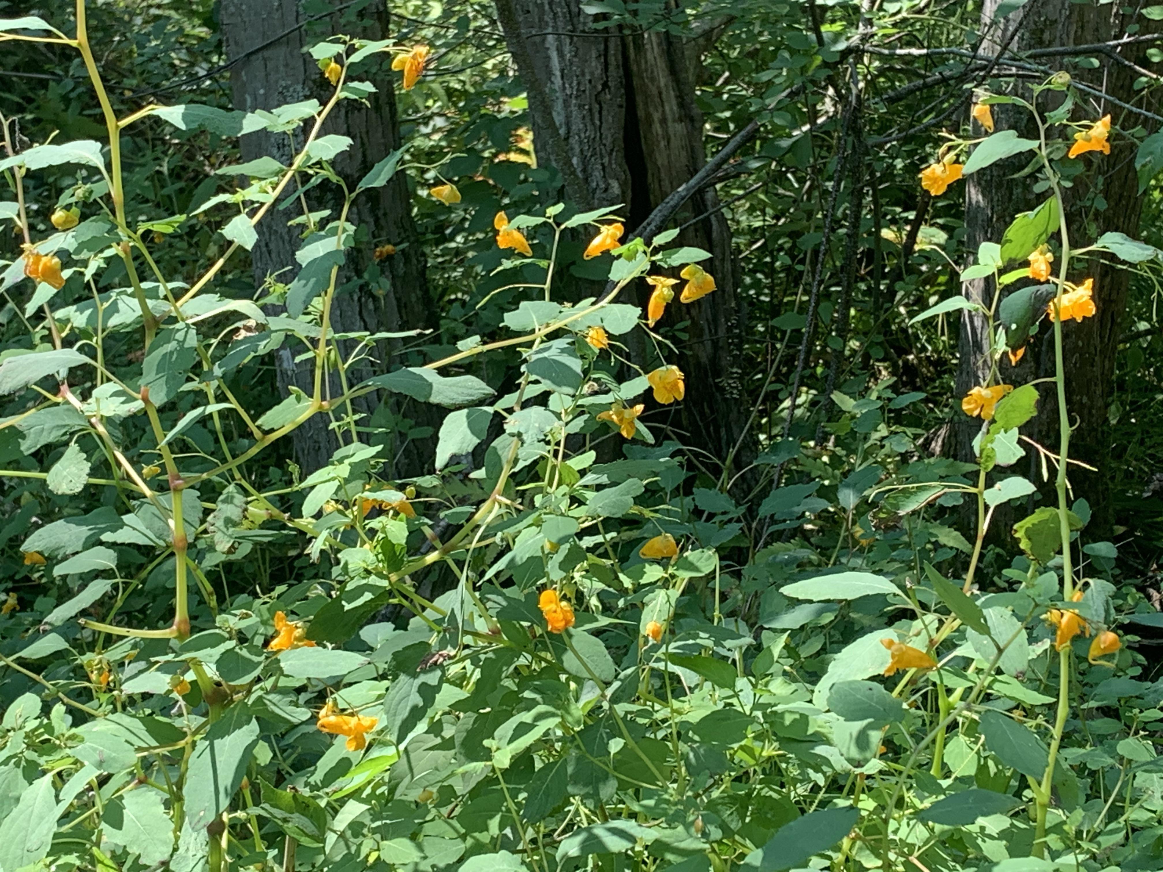 What wildflower is this? Massachusetts. Zone 6A r/NativePlantGardening