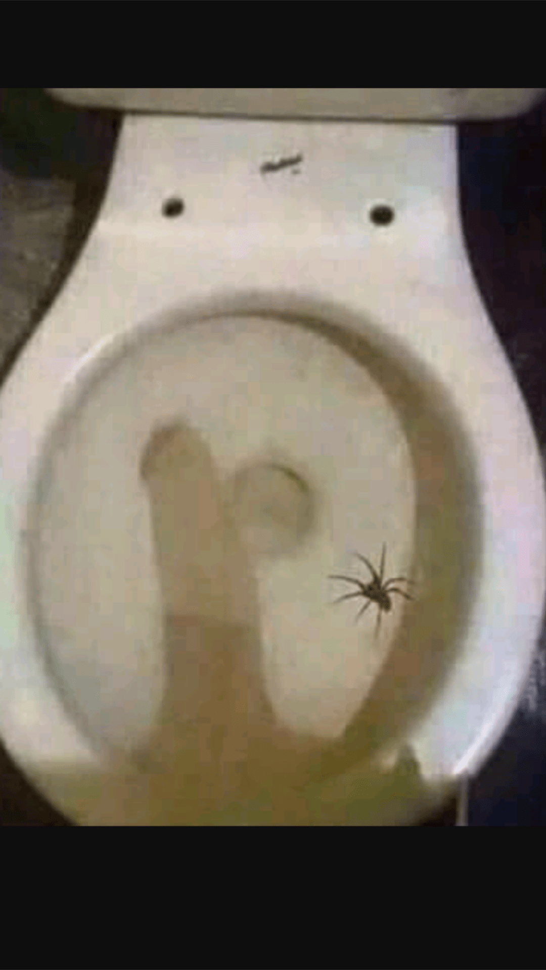 Just saw this spider in the toilet. Any idea what kind it is? r/pics