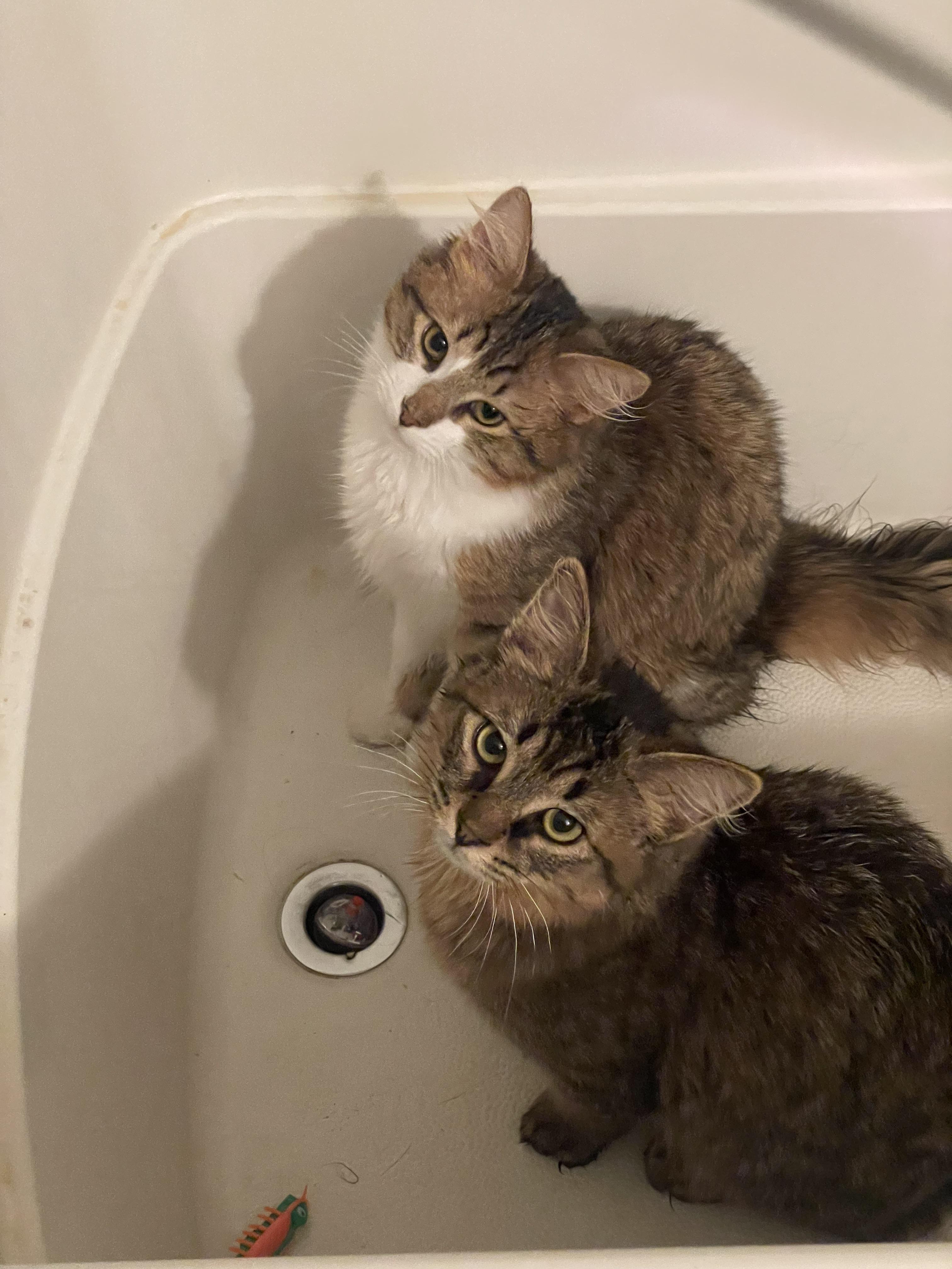 Bathtub Kitties r/Kitten