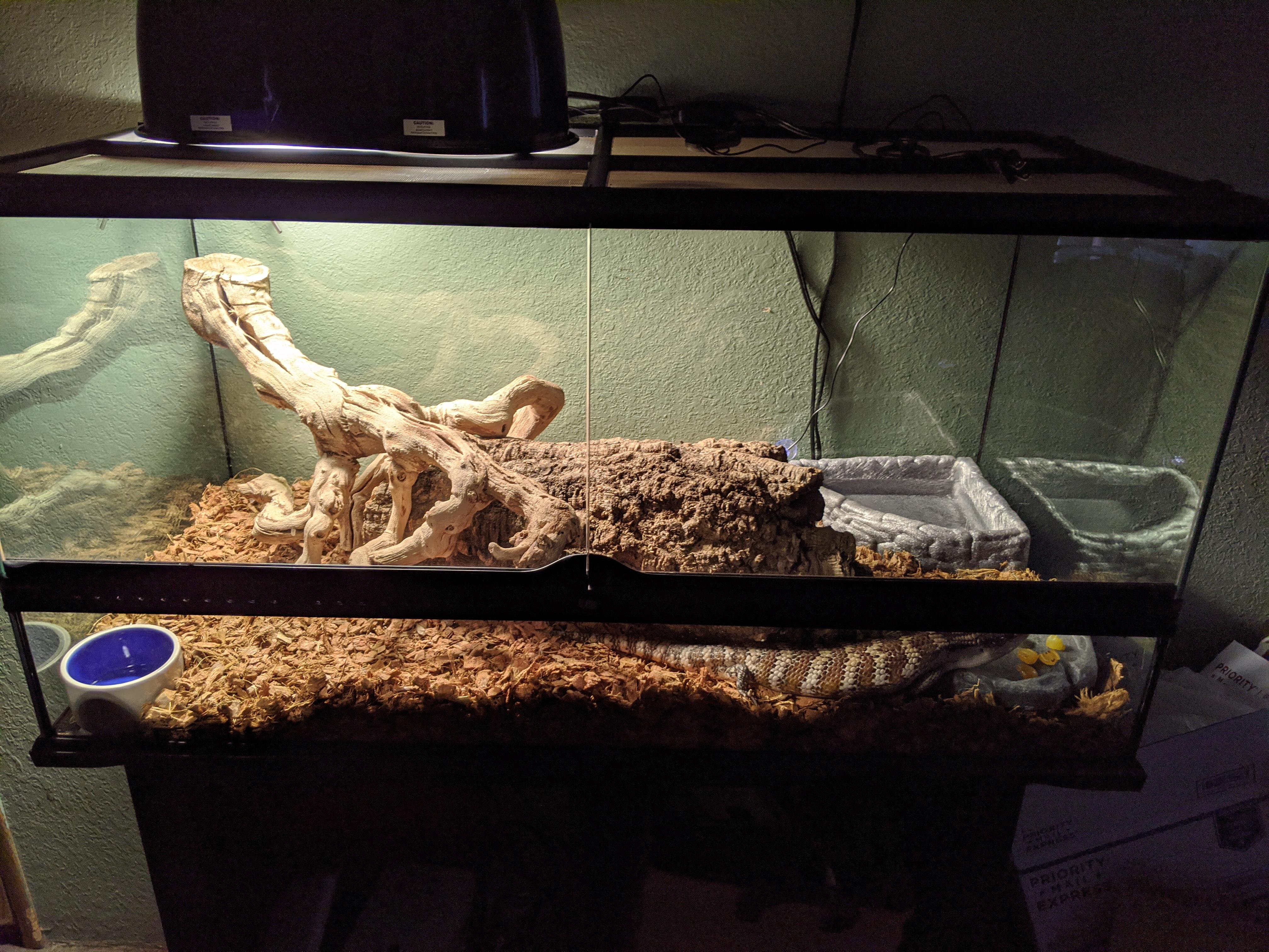 1st Skink! (Eastern Blue Tongue Lizard) Looking for Advice on Terrarium