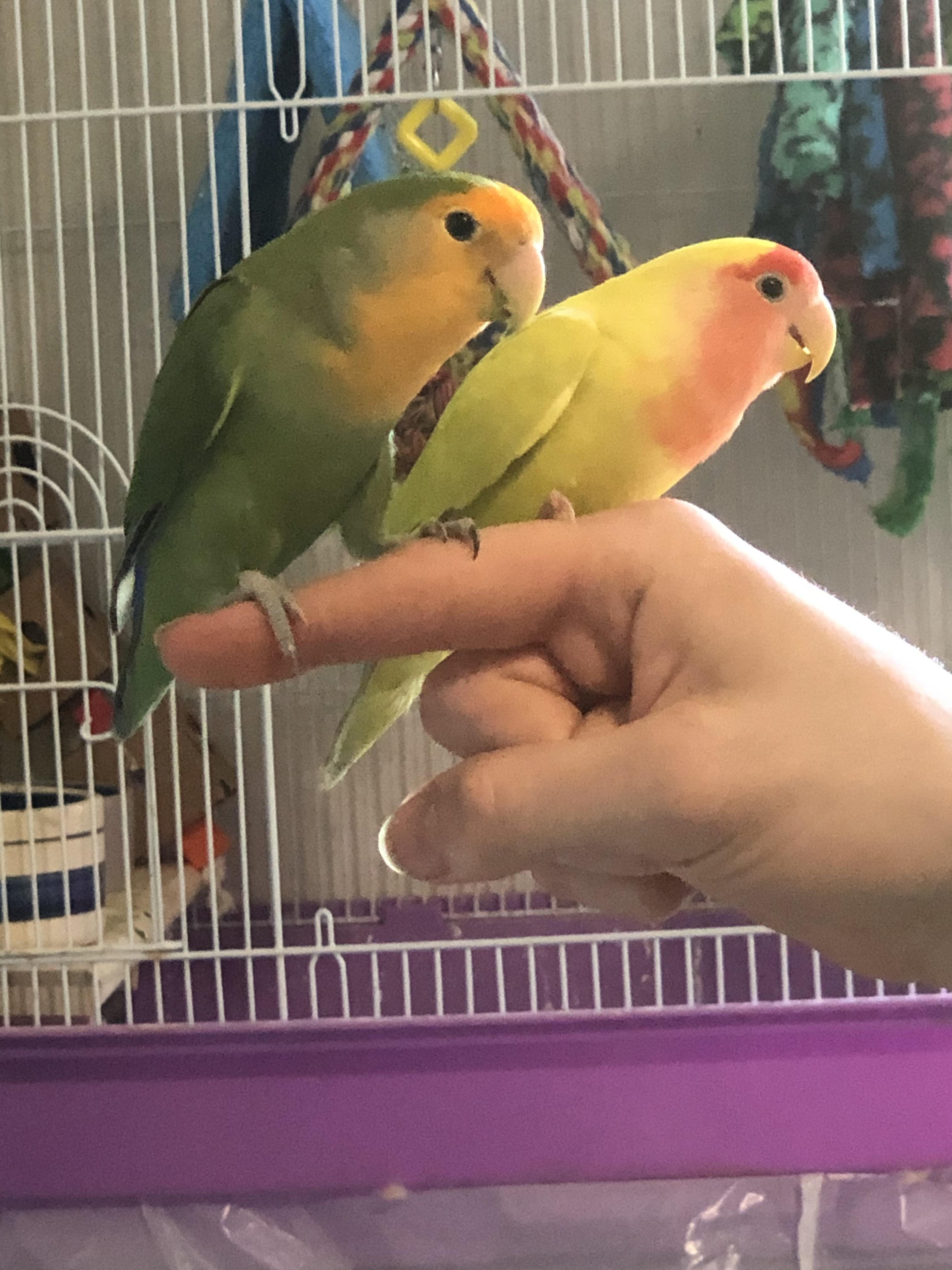 My lovebird babies r/parrots