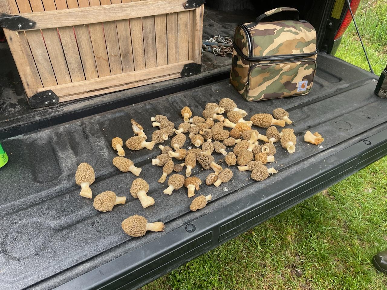 South facing woods central wi r/Morel_Hunting