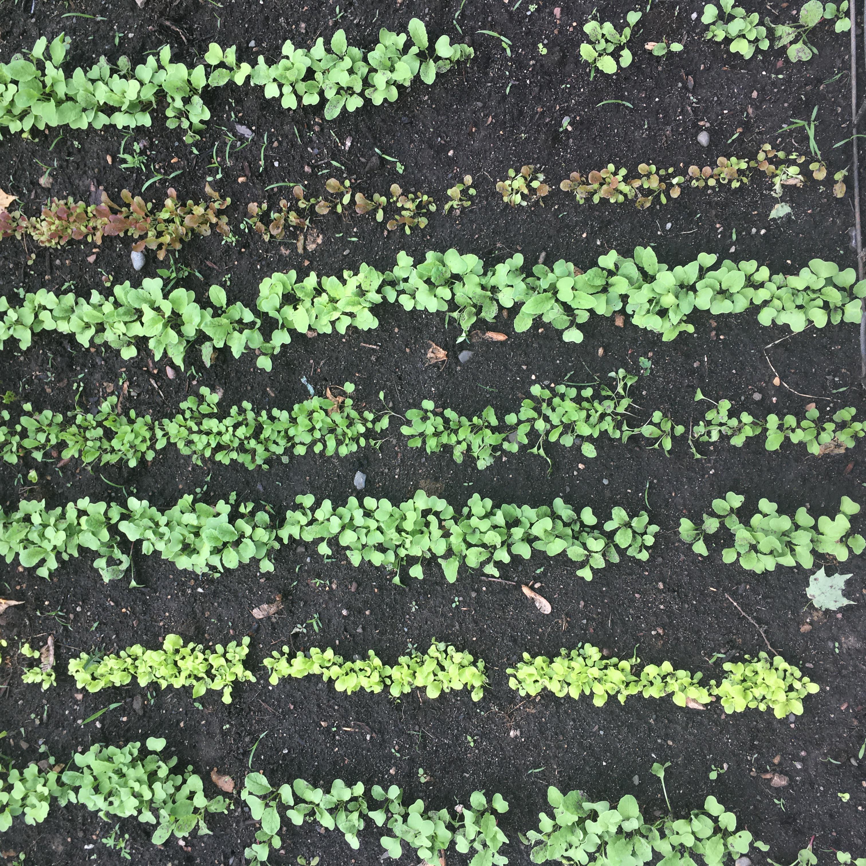 Lettuce garden r/gardening