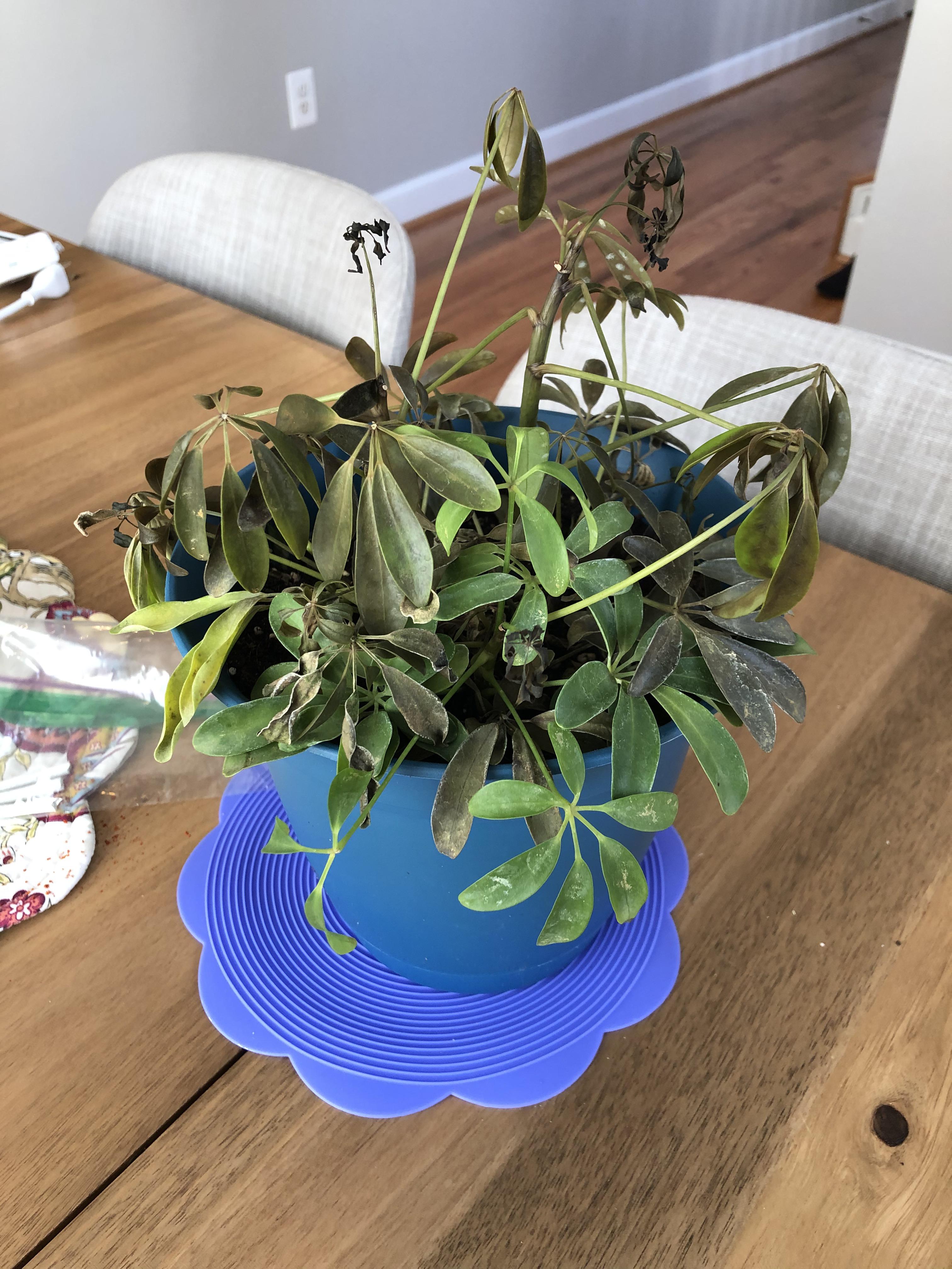 What’s wrong w my sister’s Umbrella plant? r/plantclinic
