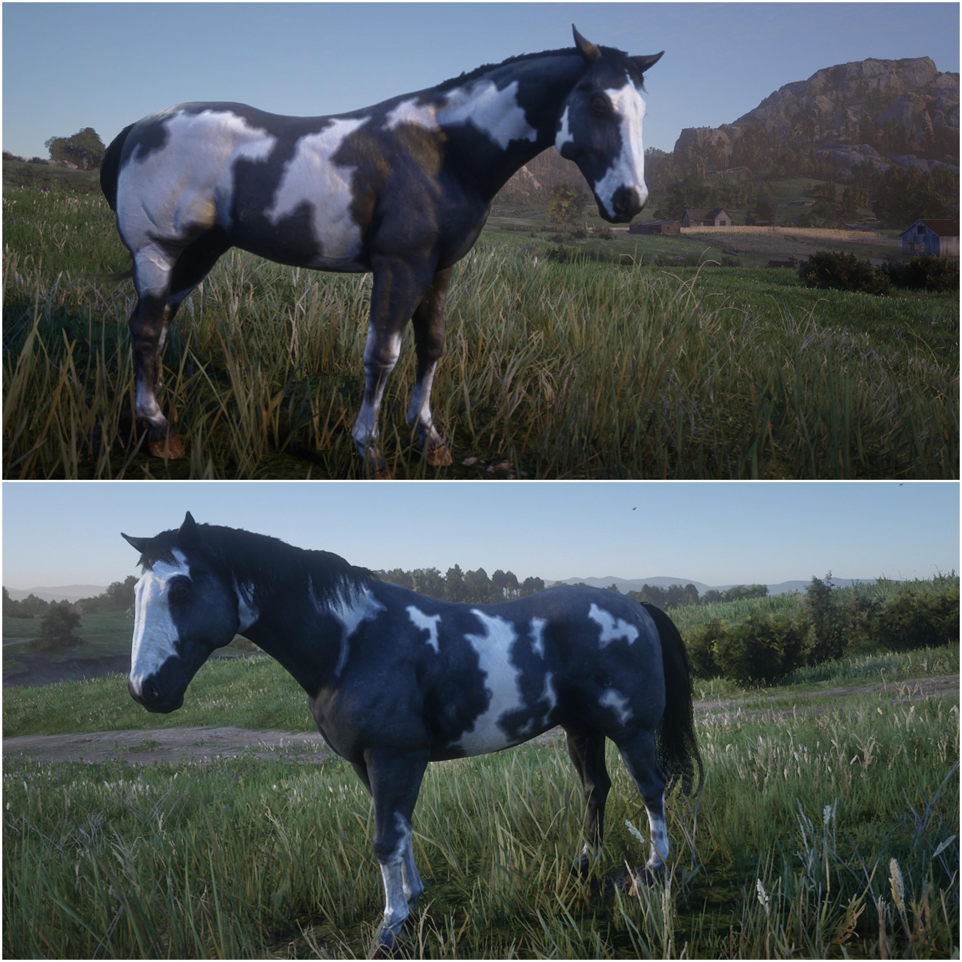 Black Overo Paint Stallion