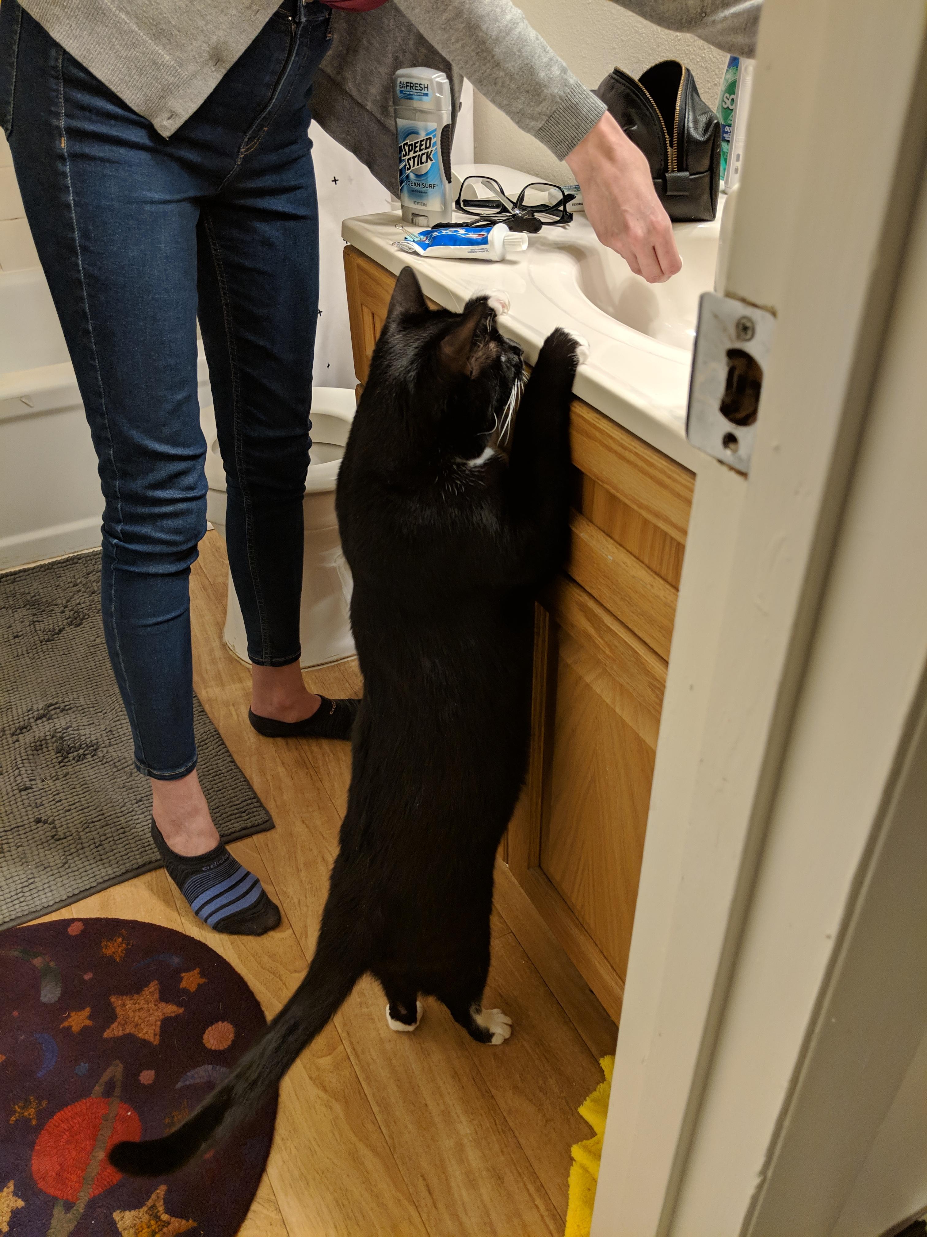 My SO teaching our cat how to wash his paws. r/aww