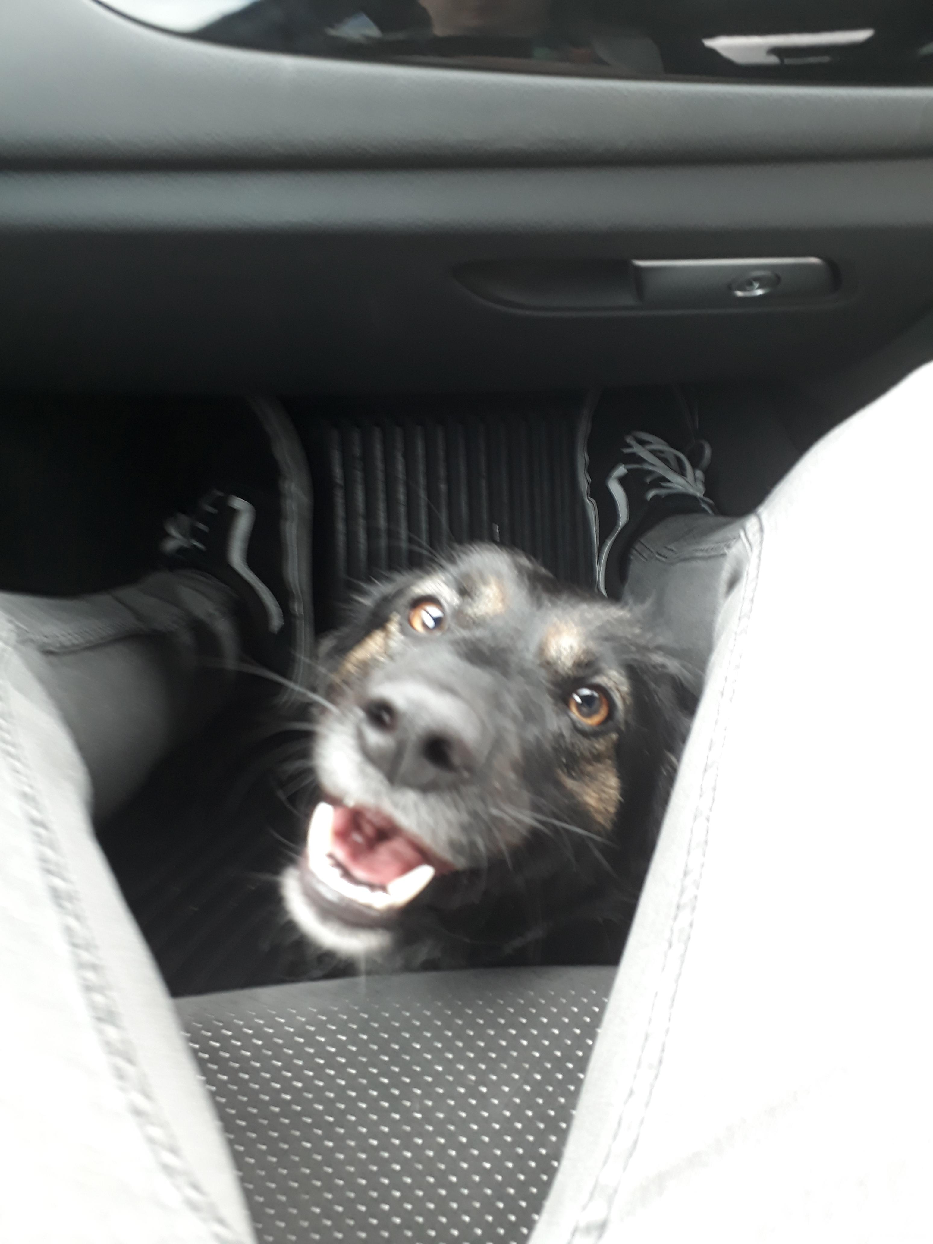My little dog very happy after being picked up from kennels r/dogpictures