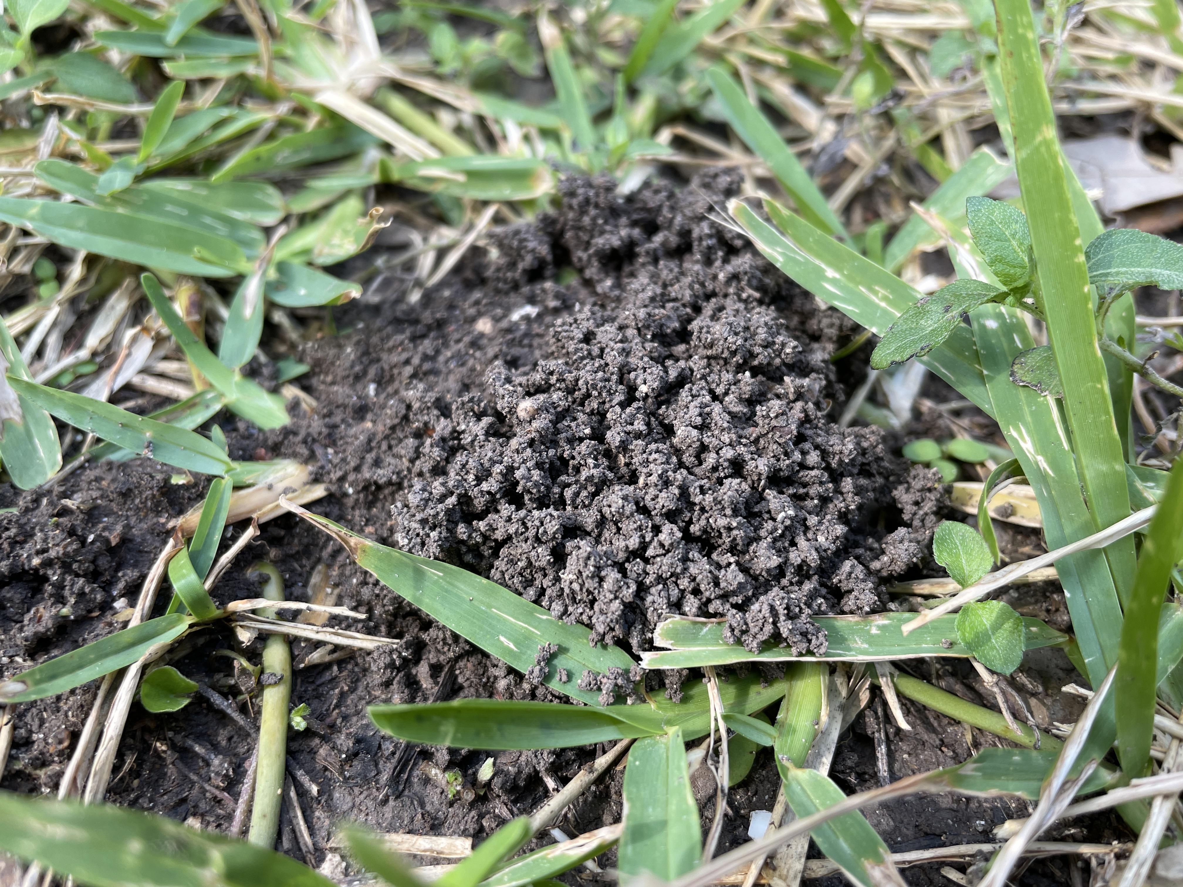 Are these worm mounds also castings? r/AustinGardening